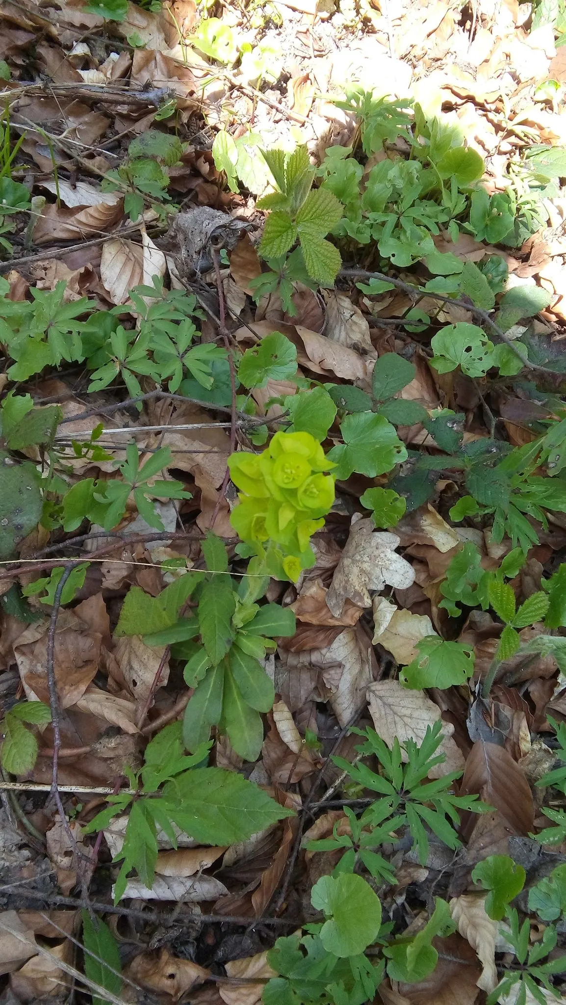 Cushion Spurge (Euphorbia Polychroma) — yellow flowers in the garden; bract-surrounded yellow flowers, image 85