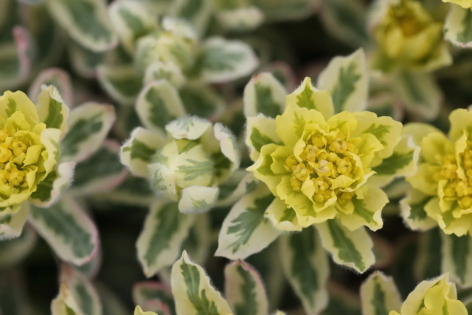 Cushion Spurge (Euphorbia Polychroma) — USDA zones 4-8, with excellent drought tolerance once established; creating a cushion appearance, image 64