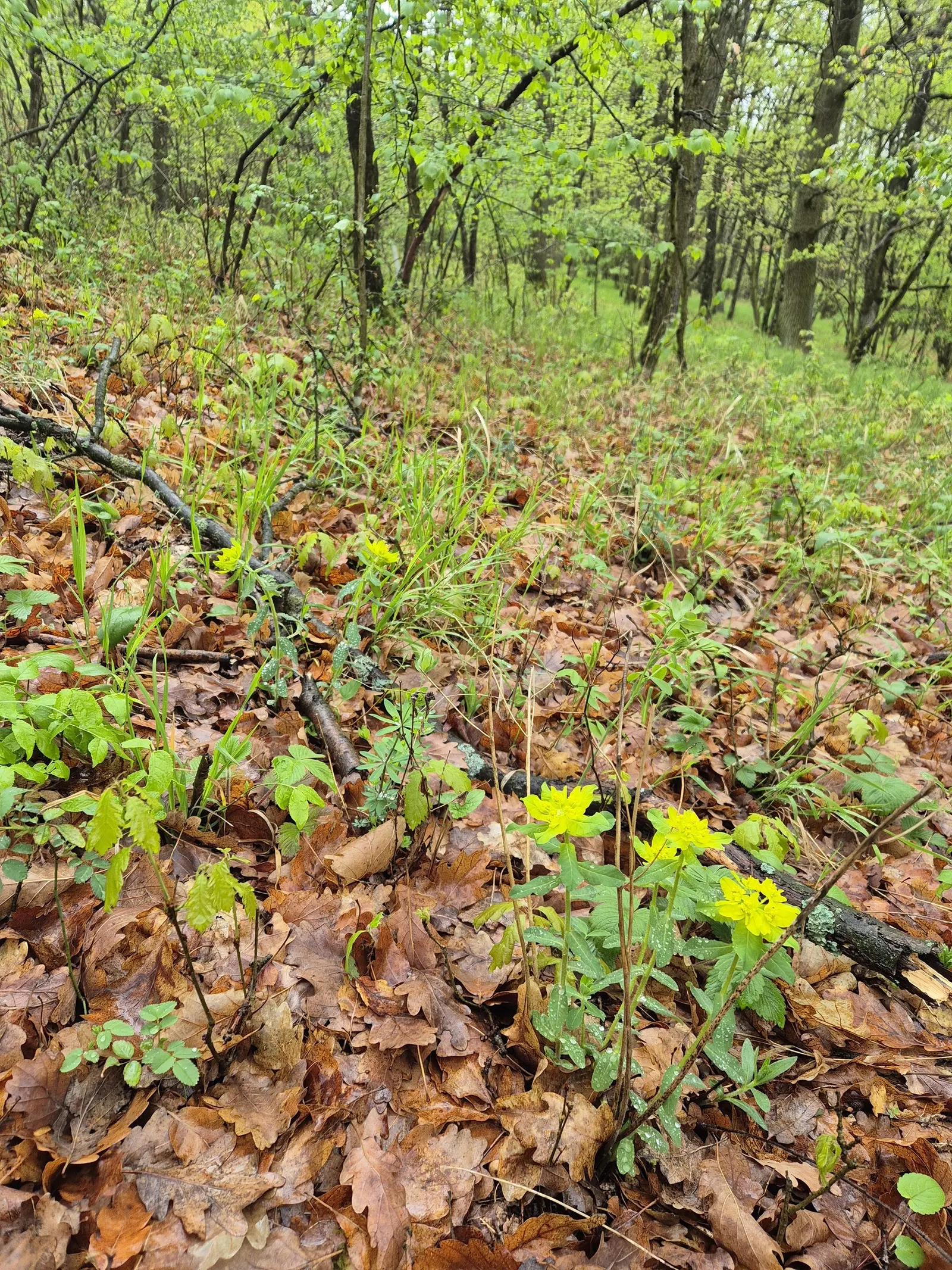 Cushion Spurge (Euphorbia Polychroma) — plant Cushion Spurge approximately 15 to 18 inches apart; the Cushion Spurge thrives in full sun to partial, image 111
