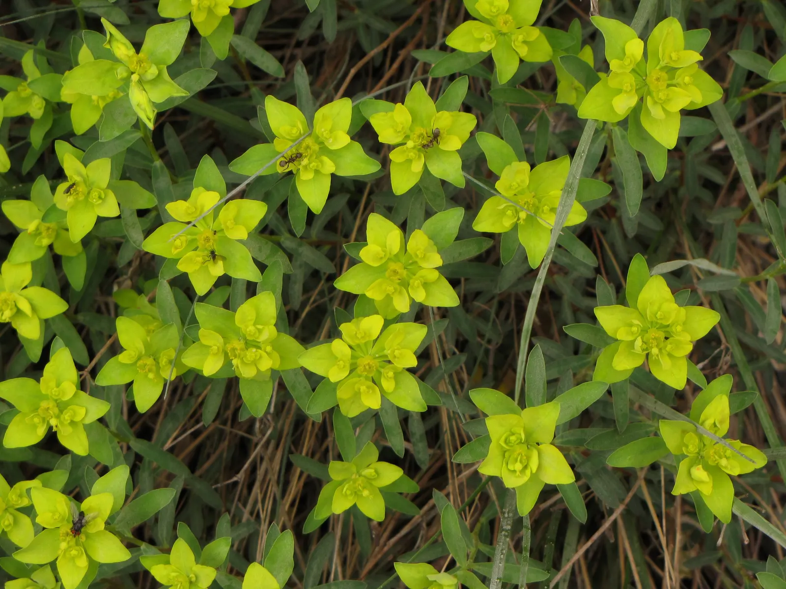 Cushion Spurge (Euphorbia Polychroma) — Cushion Spurge (Euphorbia polychroma) \nThis hardy; ideal for borders or rock gardens, its foliage turns red in fall