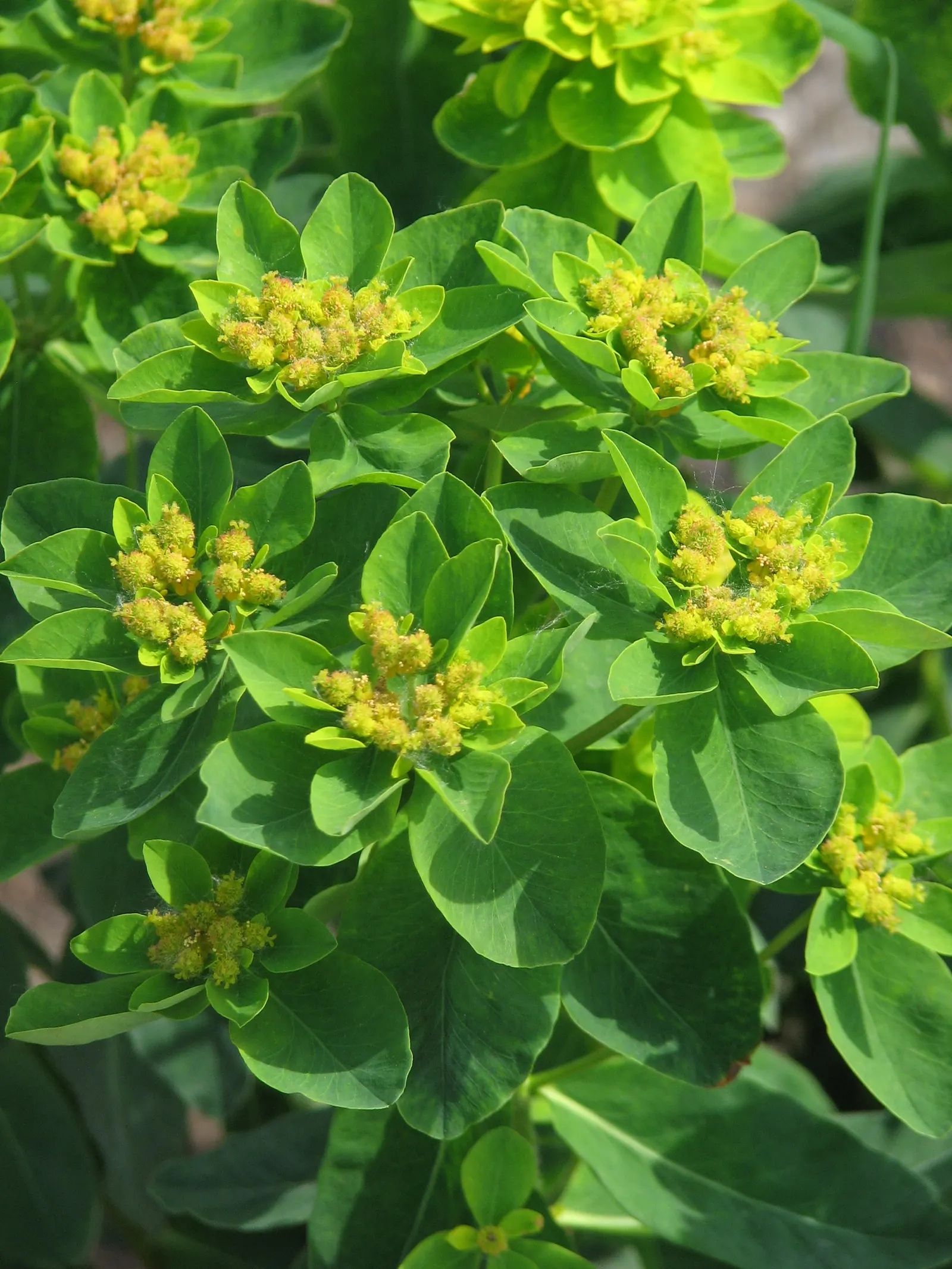 Cushion Spurge (Euphorbia Polychroma) — the leaves can take on reddish or purple tints; scientifically known as Euphorbia polychroma, image 105