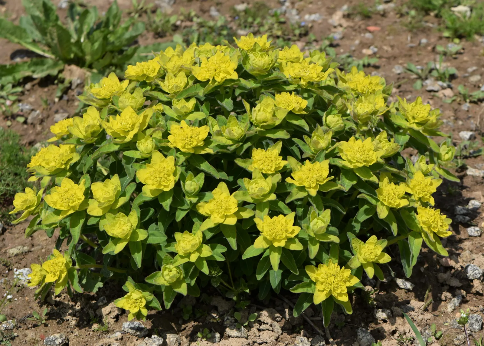 Cushion Spurge (Euphorbia Polychroma) — perennial for full or half; with its vibrant seasonal hues and ease of care, image 116