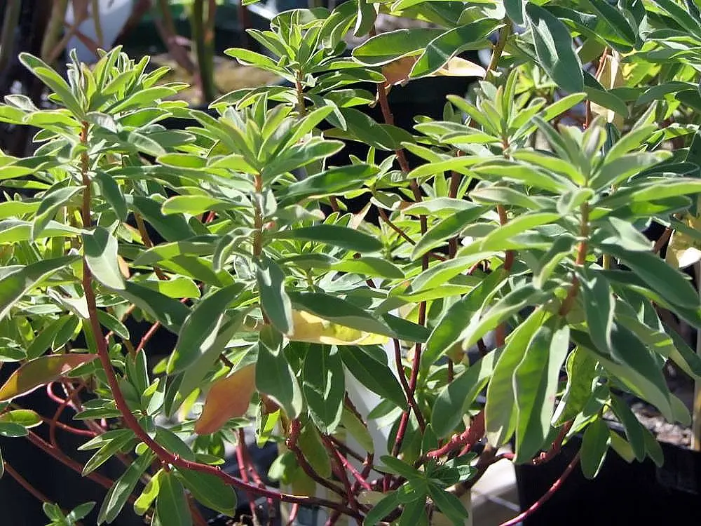 Cushion Spurge (Euphorbia Polychroma) — Ideal for borders or rock gardens, its foliage turns red in fall, providing year-round interest; allowing for each