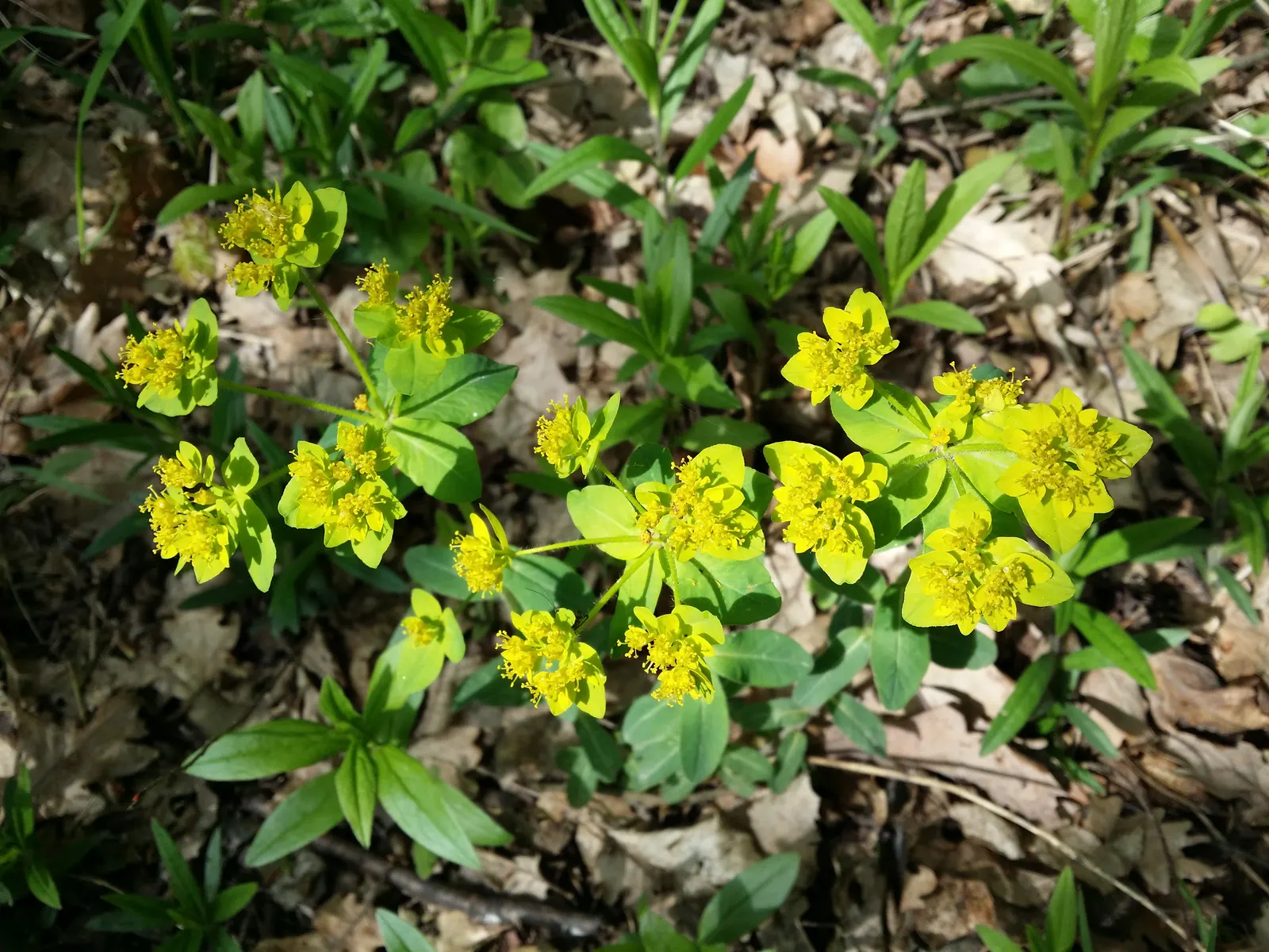Cushion Spurge (Euphorbia Polychroma) — yellow flowers in the garden; bract-surrounded yellow flowers, image 114