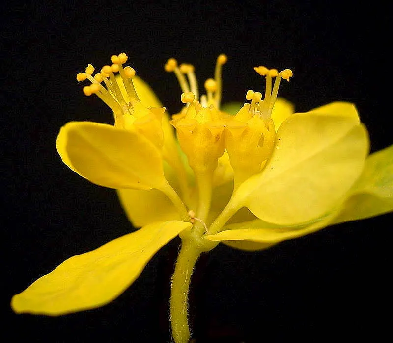 Cushion Spurge (Euphorbia Polychroma) — perennial for full or half