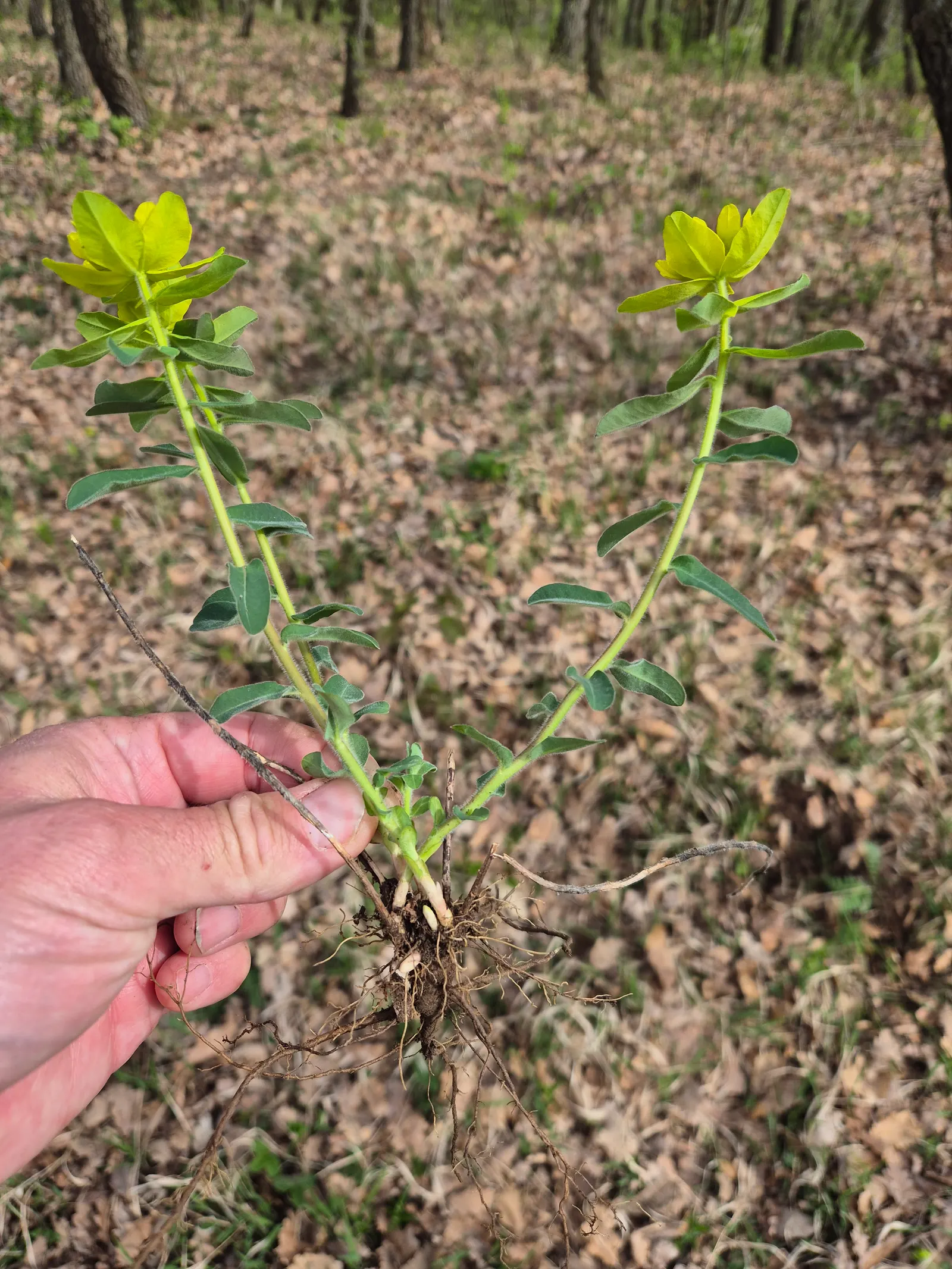 Cushion Spurge (Euphorbia Polychroma) — which come to life in the spring; cushion Spurge (Euphorbia polychroma) \nThis hardy, image 100