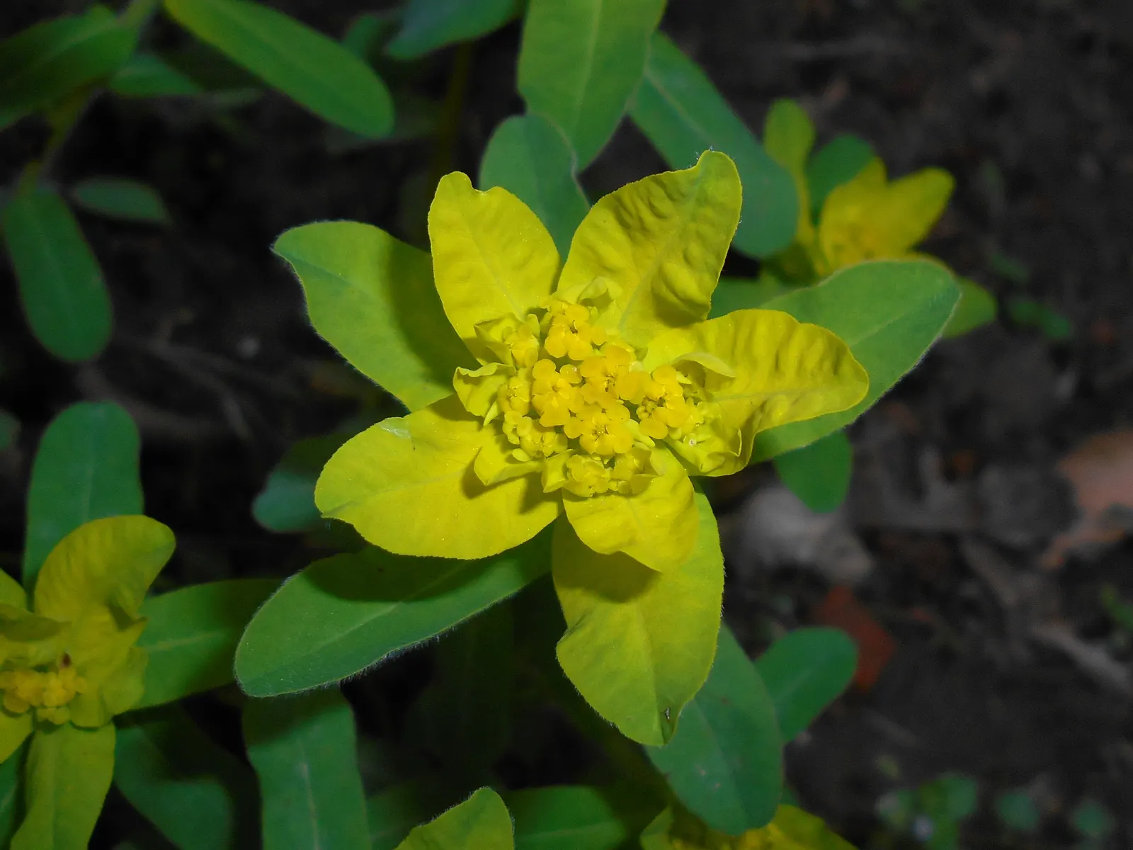 Cushion Spurge (Euphorbia Polychroma) — It is also drought-tolerant once established; perennial with yellow blooms