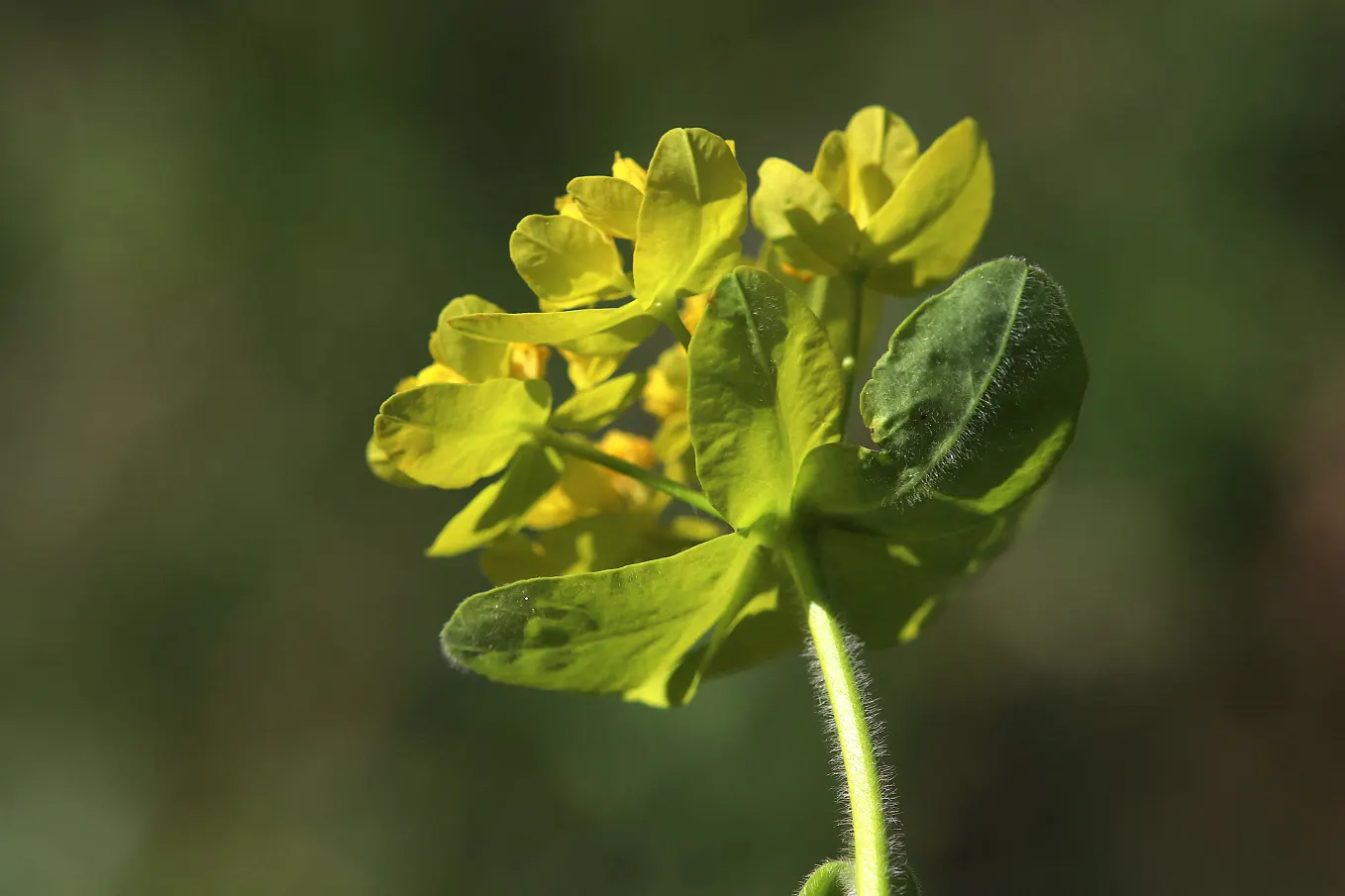 Cushion Spurge (Euphorbia Polychroma) — With its vibrant seasonal hues and ease of care; caution: sap may irritate skin