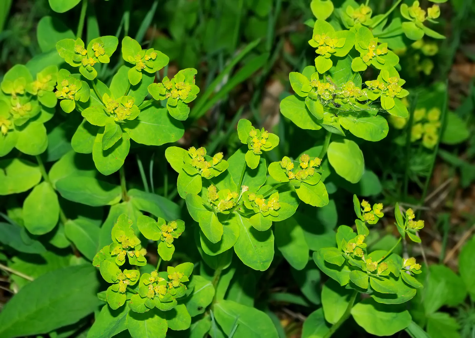 Cushion Spurge (Euphorbia Polychroma) — It is also drought-tolerant once established