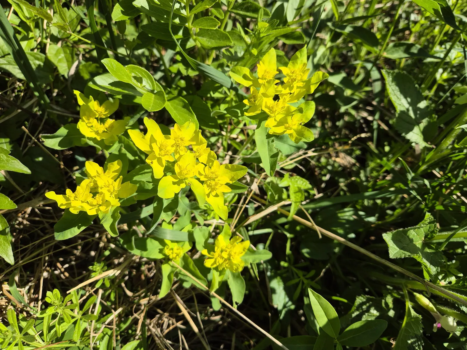 Cushion Spurge (Euphorbia Polychroma) — adding yet another layer of interest in the fall.<br><br>Hardy in USDA zones 4 through 8; usually around, image 77