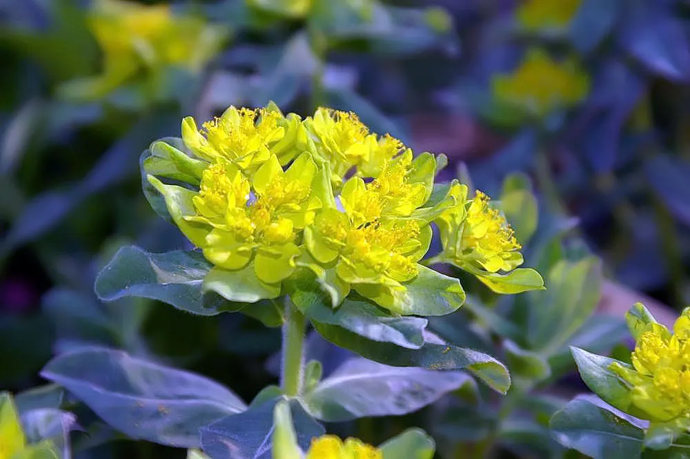 Cushion Spurge (Euphorbia Polychroma) — Cushion Spurge (Euphorbia polychroma) \nThis hardy