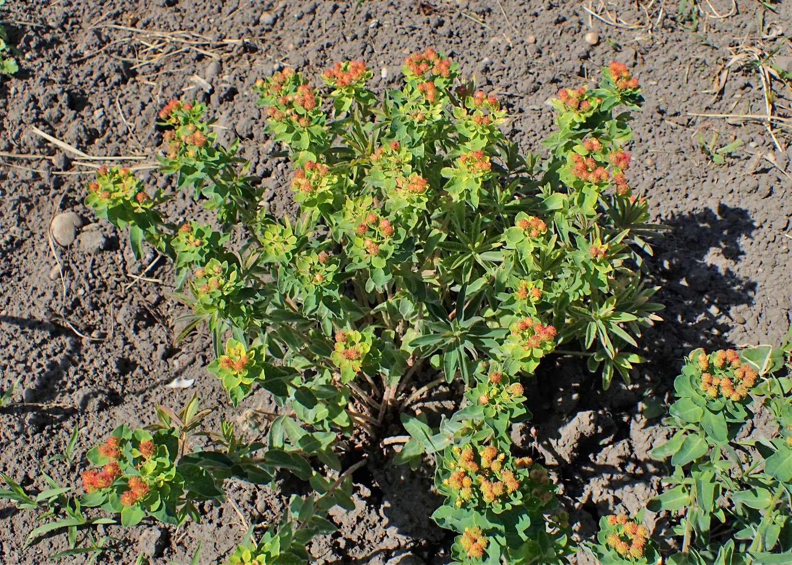 Cushion Spurge (Euphorbia Polychroma) — allowing for each plant's full growth potential; yellow flowers in the garden