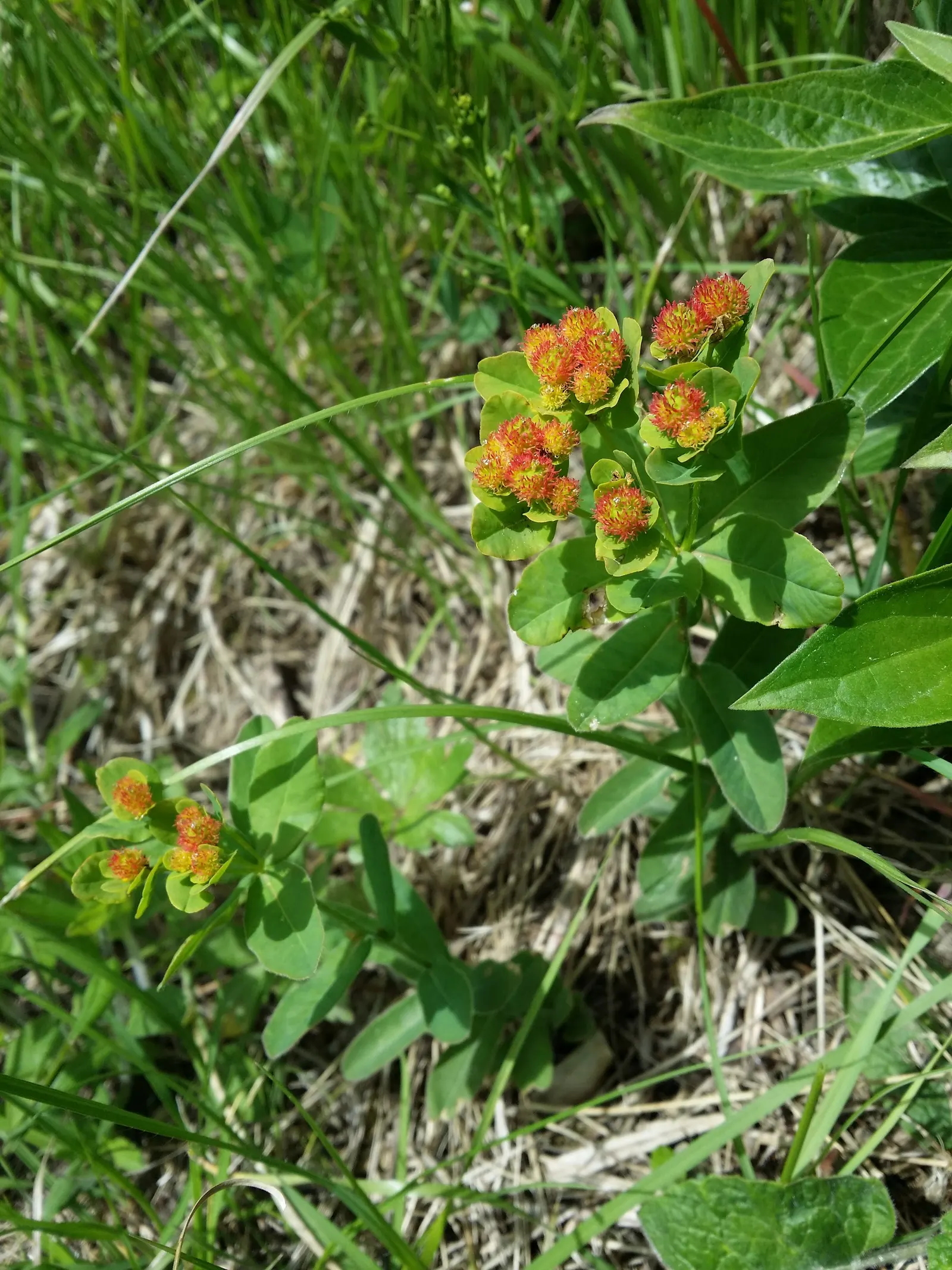 Cushion Spurge (Euphorbia Polychroma) — This resilient plant is known for its appealing