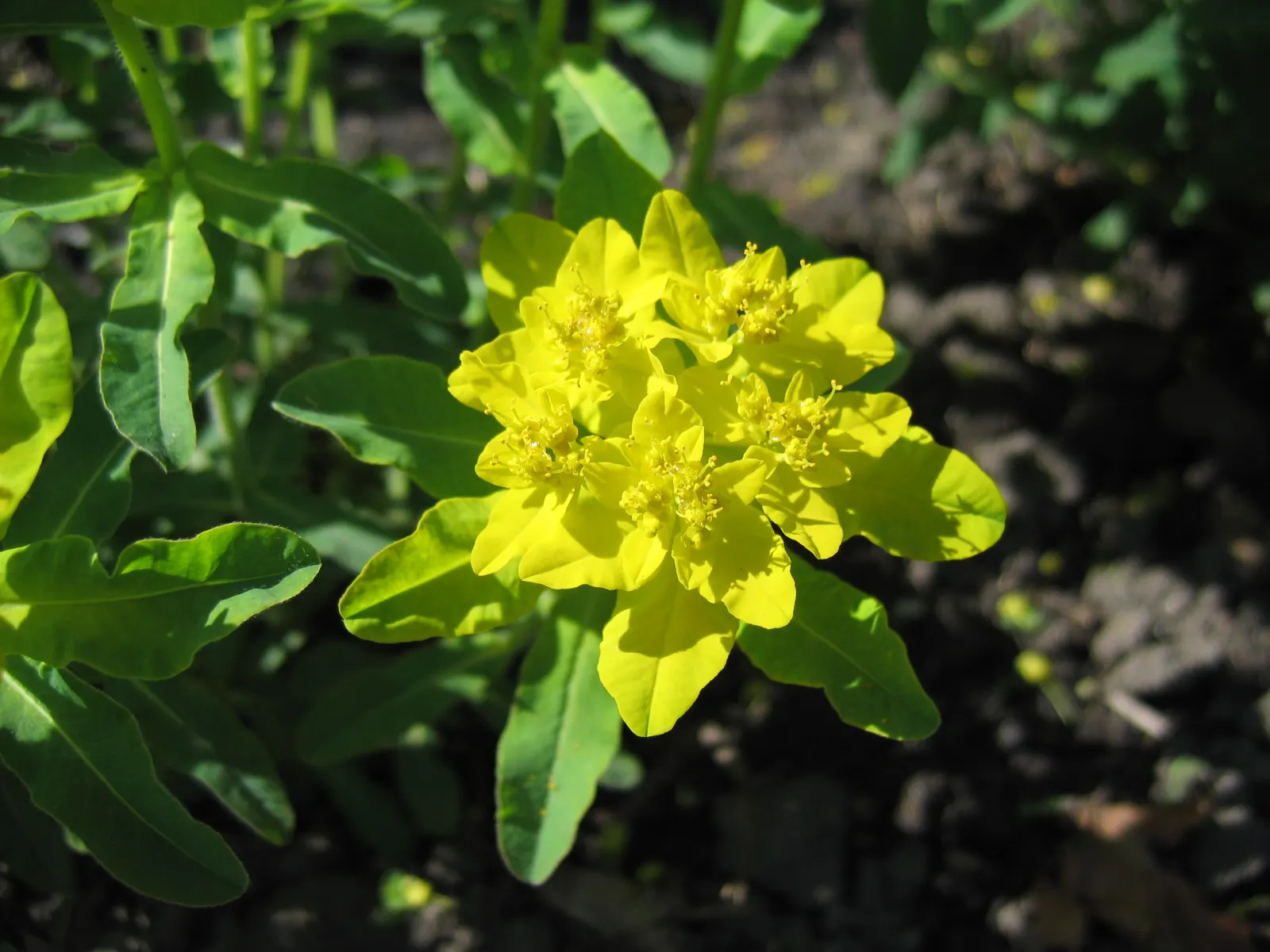 Cushion Spurge (Euphorbia Polychroma) — often mistaken for petals, image 102