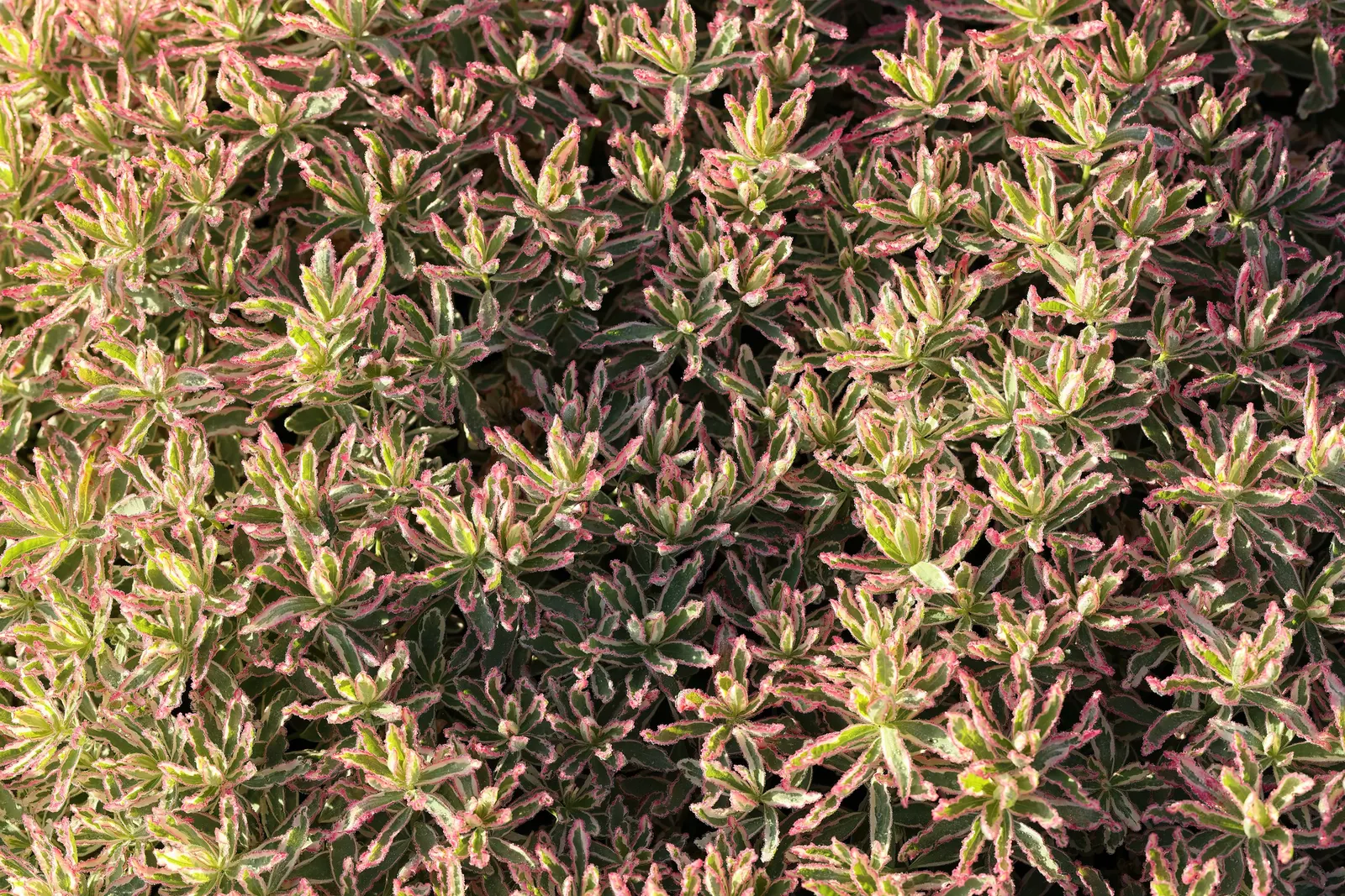 Cushion Spurge (Euphorbia Polychroma) — forming a perfect backdrop for its showy; can retain their brightness for several weeks, image 69