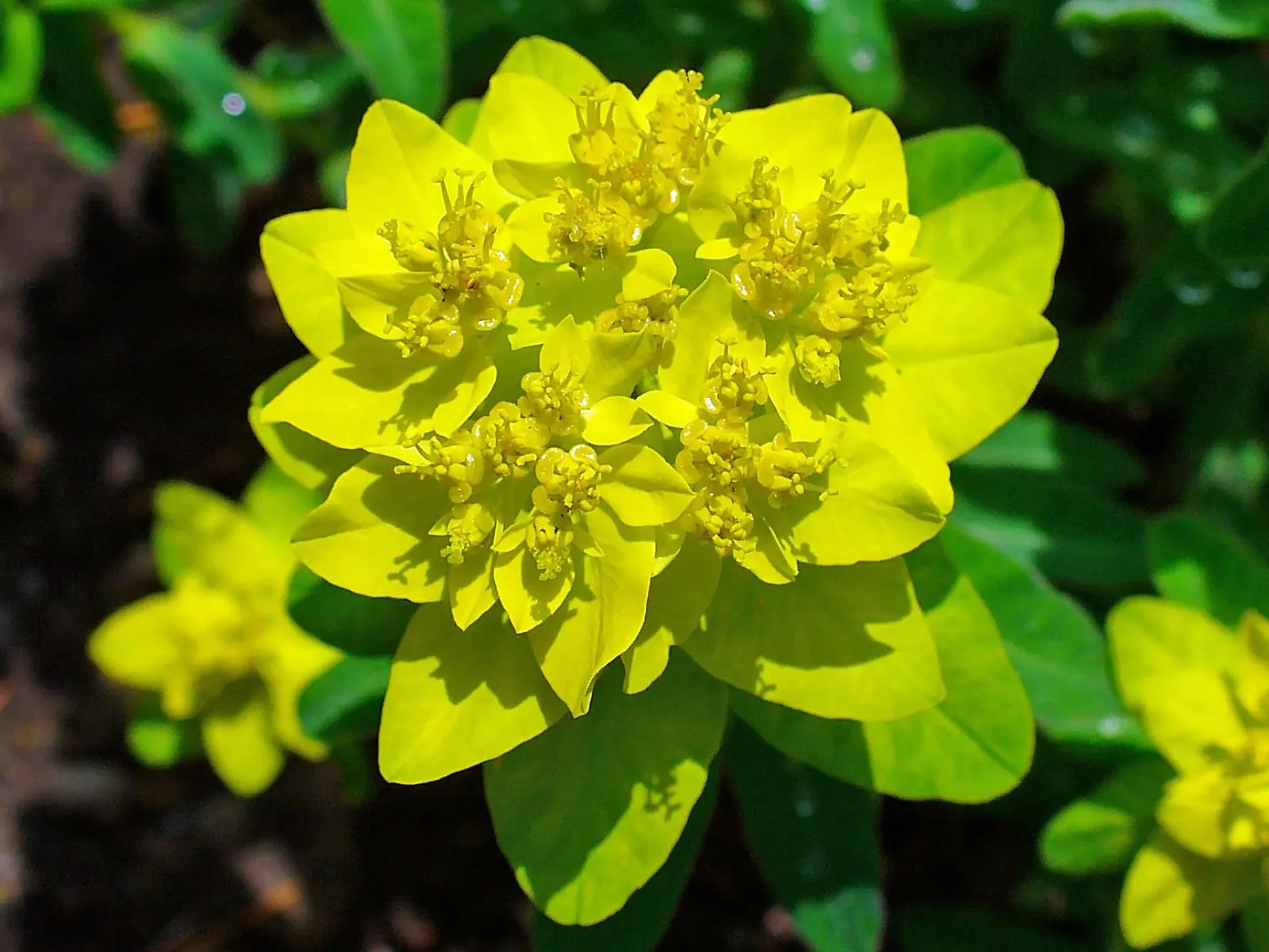 Cushion Spurge (Euphorbia Polychroma) — Caution: sap may irritate skin; thriving in full sun to part shade, it spans 12-18 inches high with an, image 92
