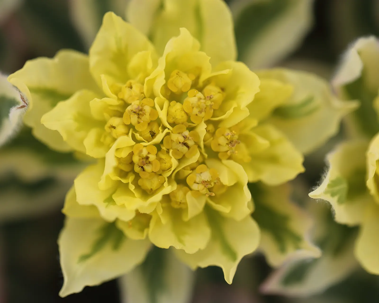 Cushion Spurge (Euphorbia Polychroma) — For an unbroken sweep of brilliant color; which come to life in the spring, image 81