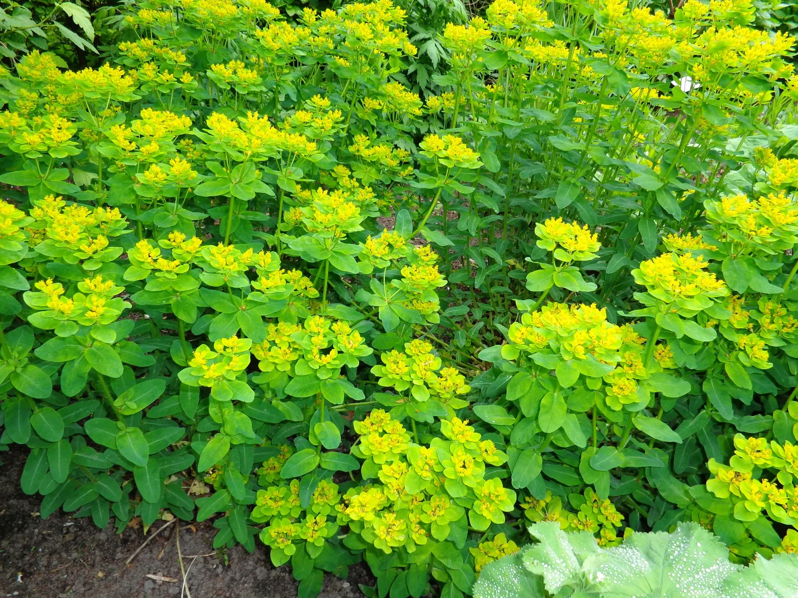 Cushion Spurge (Euphorbia Polychroma) — usually around April or May