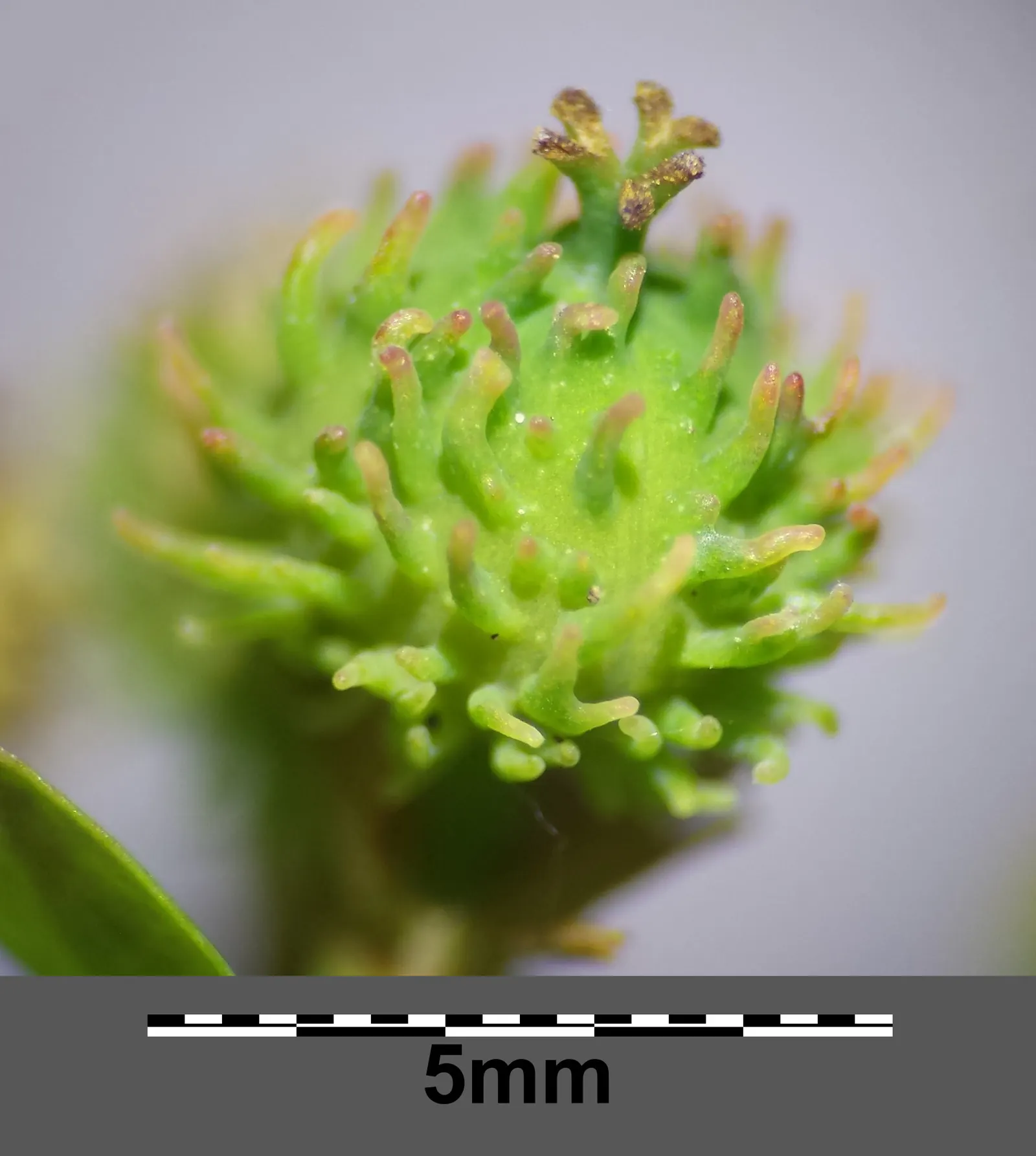 Cushion Spurge (Euphorbia Polychroma) — plant Cushion Spurge approximately 15 to 18 inches apart