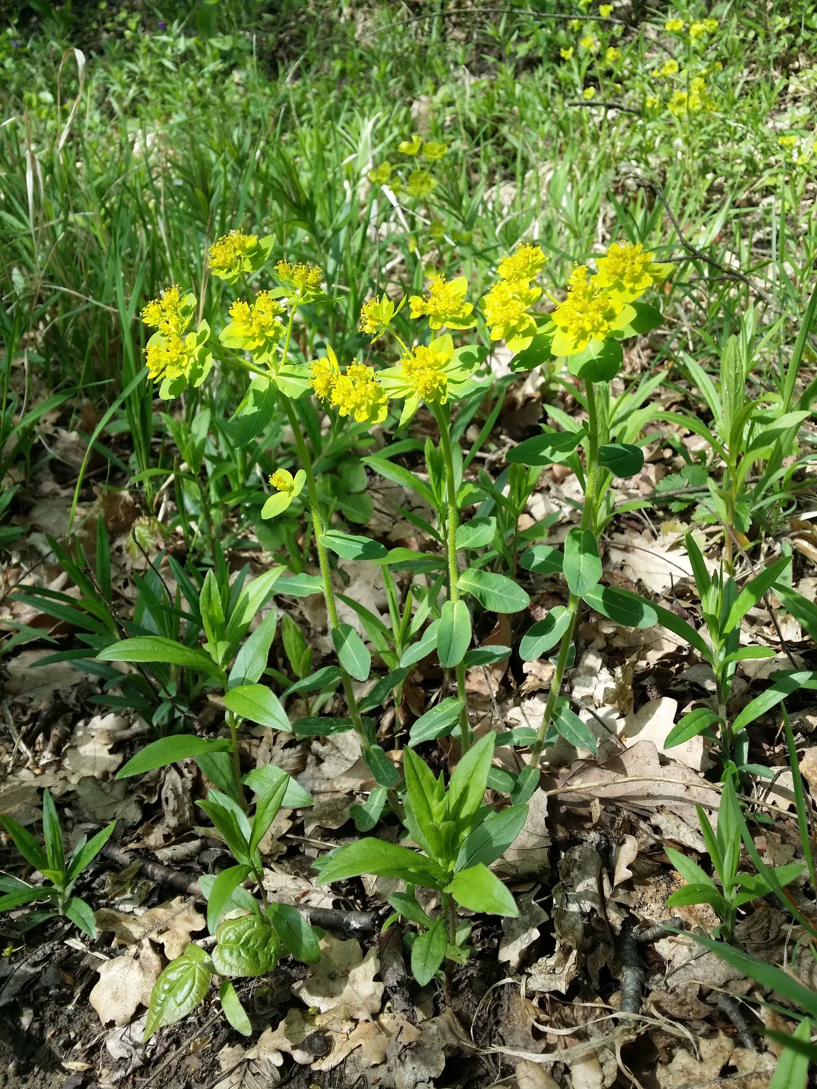 Cushion Spurge (Euphorbia Polychroma) — allowing for each plant's full growth potential; yellow flowers in the garden, image 112