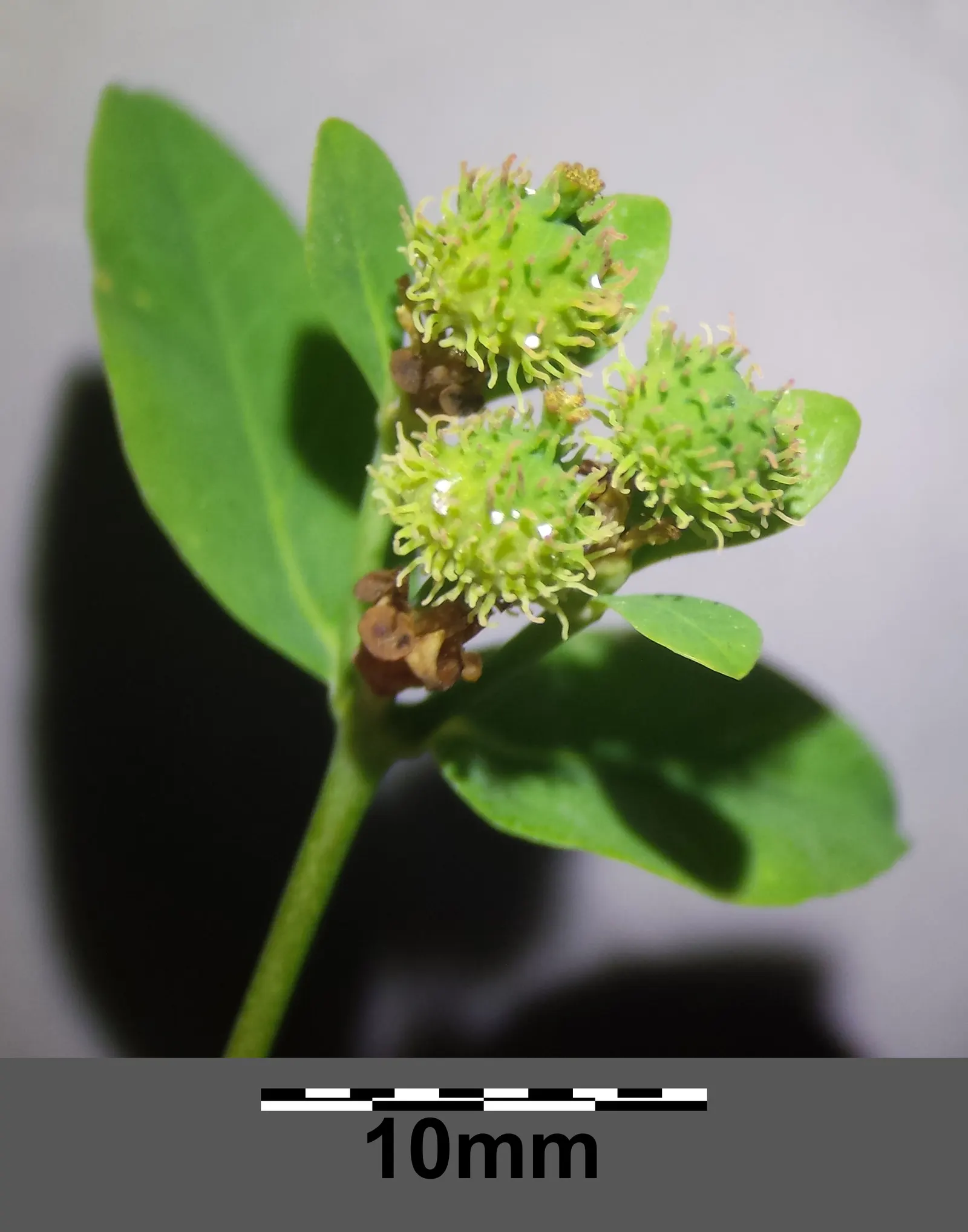 Cushion Spurge (Euphorbia Polychroma) — is an eye-catching perennial that can provide a lively burst of color to any garden design; plant Cushion Spurge