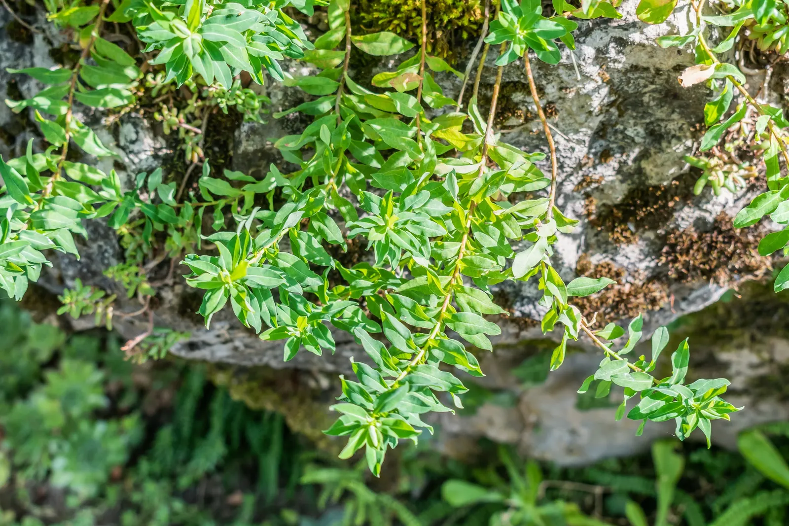 Cushion Spurge (Euphorbia Polychroma) — the Cushion Spurge thrives in full sun to partial shade and prefers well-drained soil