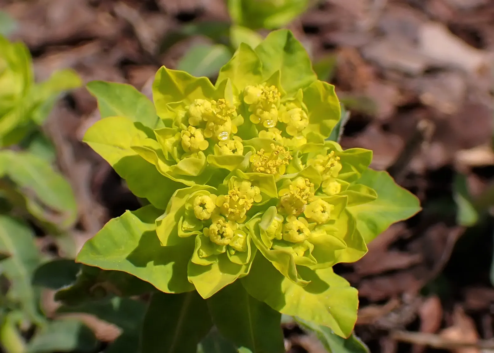 Cushion Spurge (Euphorbia Polychroma) — can retain their brightness for several weeks