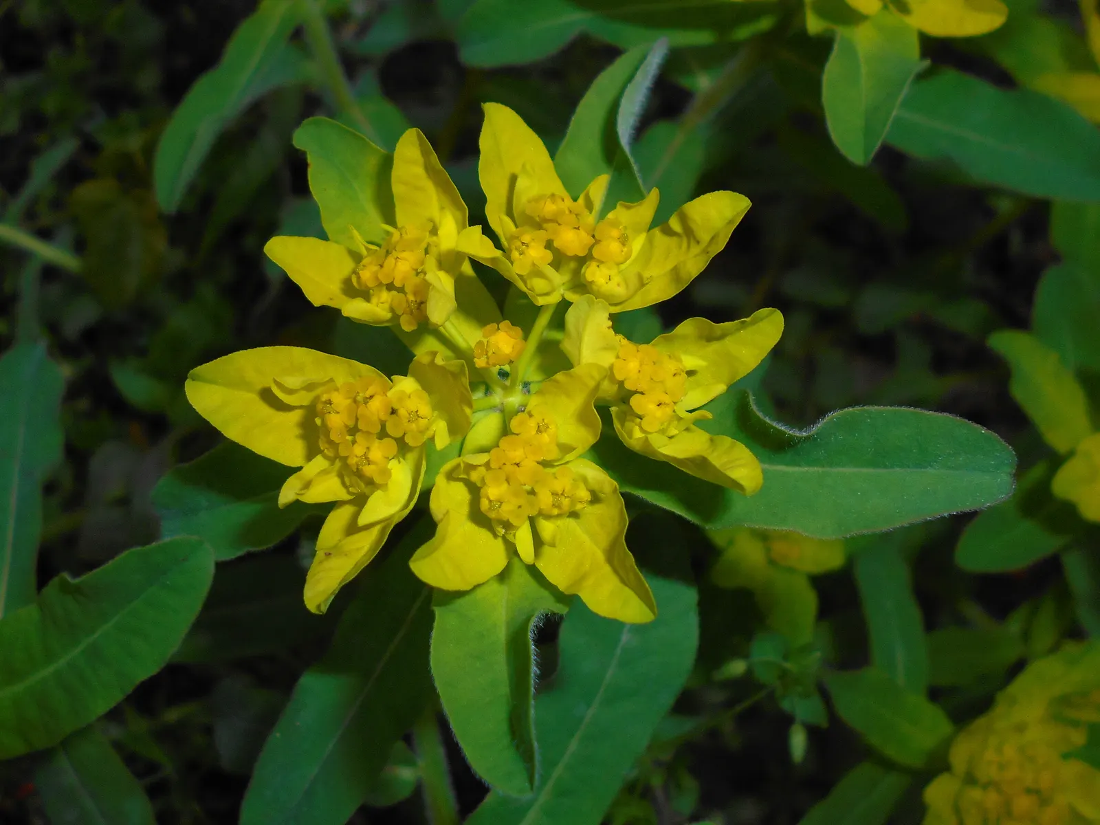 Cushion Spurge (Euphorbia Polychroma) — For an unbroken sweep of brilliant color; which come to life in the spring
