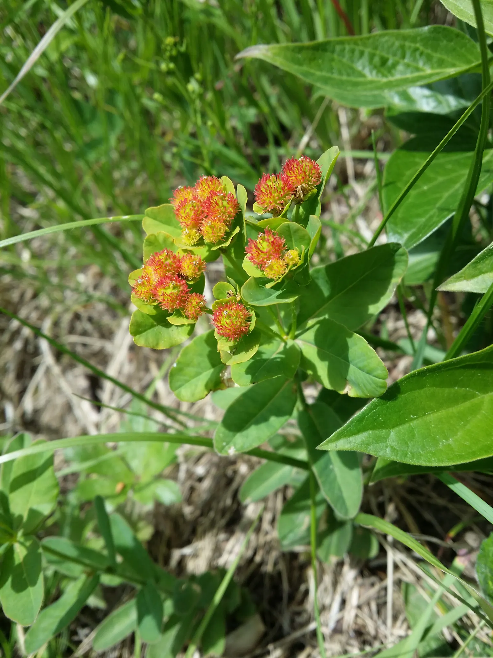 Cushion Spurge (Euphorbia Polychroma) — creating a cushion appearance