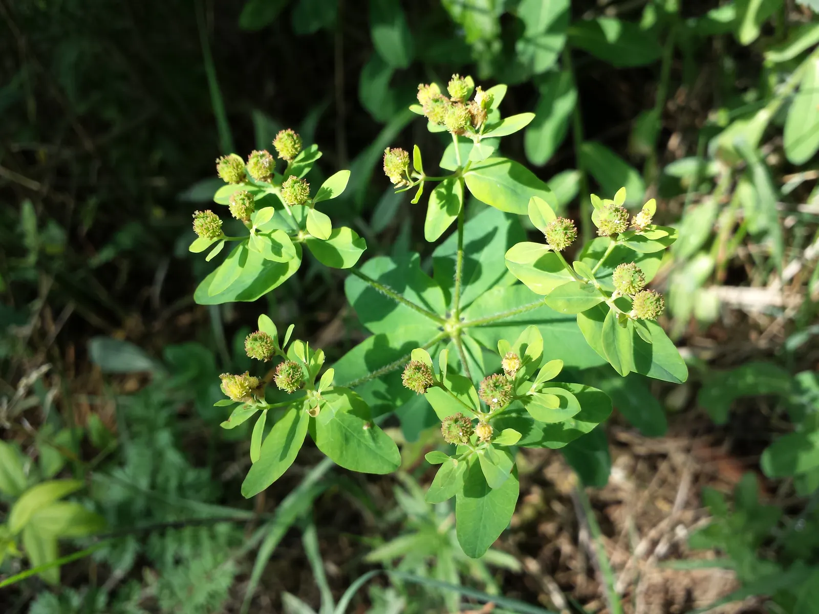 Cushion Spurge (Euphorbia Polychroma) — perennial with yellow blooms; adding yet another layer of interest in the fall.<br><br>Hardy in USDA zones 4 through 8