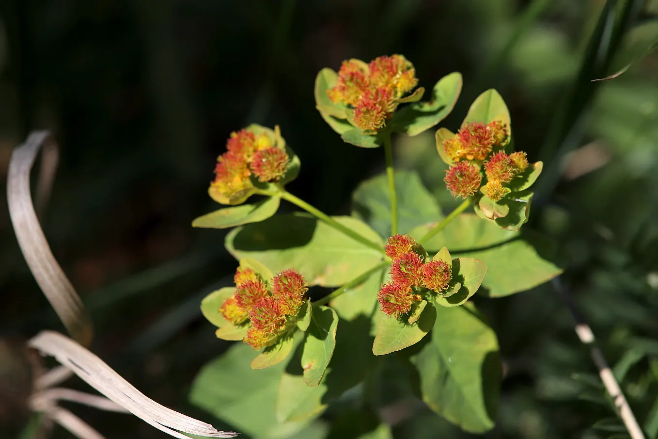 Cushion Spurge (Euphorbia Polychroma) — often mistaken for petals, image 73