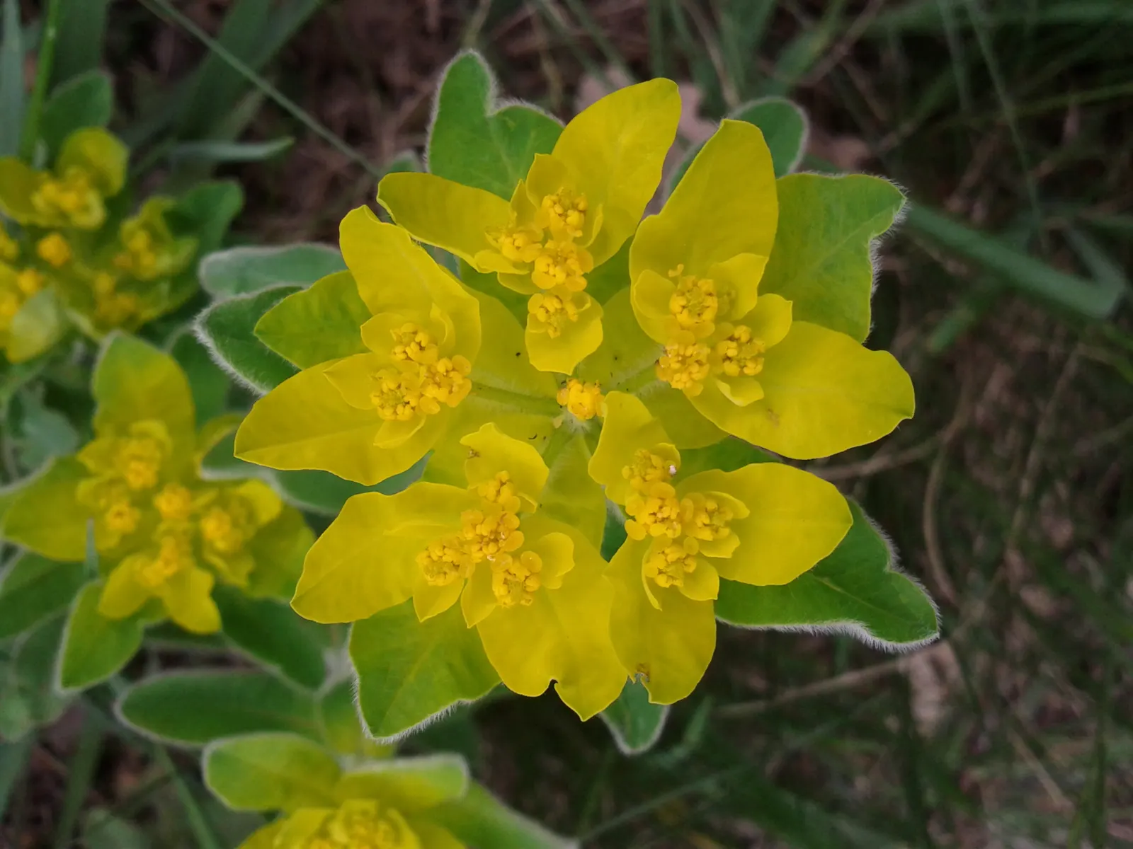 Cushion Spurge (Euphorbia Polychroma) — the leaves can take on reddish or purple tints