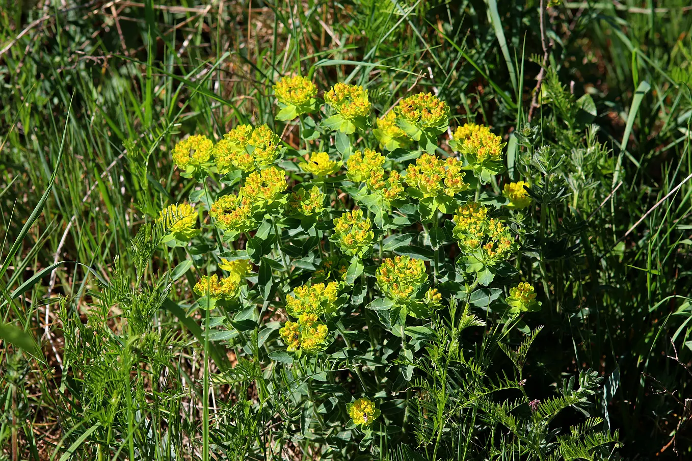 Cushion Spurge (Euphorbia Polychroma) — offering an extended display of color