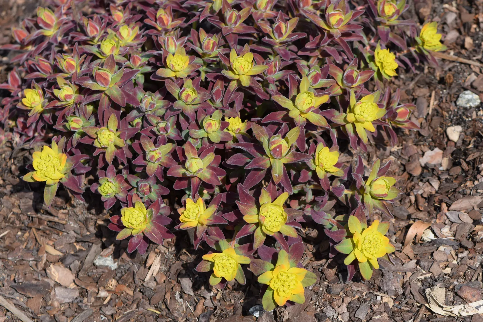Cushion Spurge (Euphorbia Polychroma) — creating a cushion appearance; this resilient plant is known for its appealing