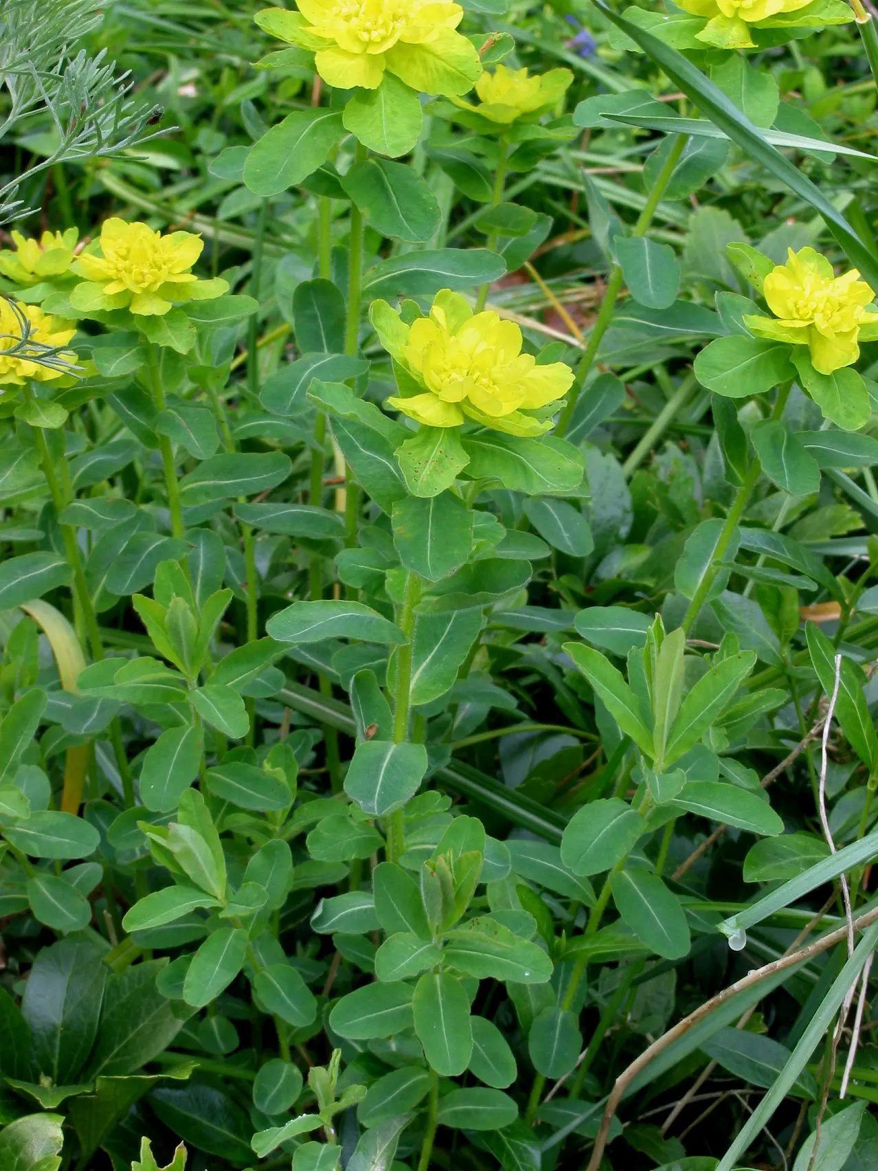 Cushion Spurge (Euphorbia Polychroma) — This resilient plant is known for its appealing; chartreuse-yellow bracts in spring