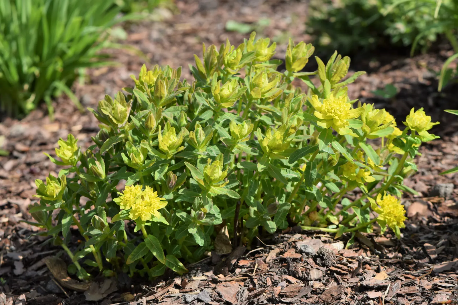 Cushion Spurge (Euphorbia Polychroma) — bract-surrounded yellow flowers