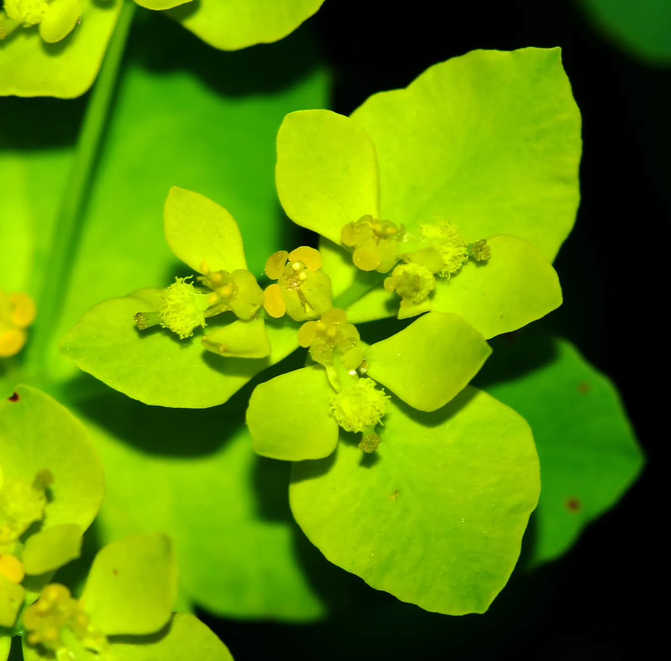 Cushion Spurge (Euphorbia Polychroma) — which come to life in the spring