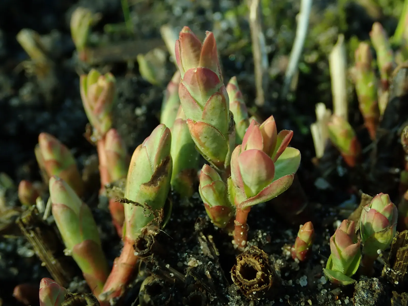 Cushion Spurge (Euphorbia Polychroma) — adding yet another layer of interest in the fall.<br><br>Hardy in USDA zones 4 through 8; usually around, image 106