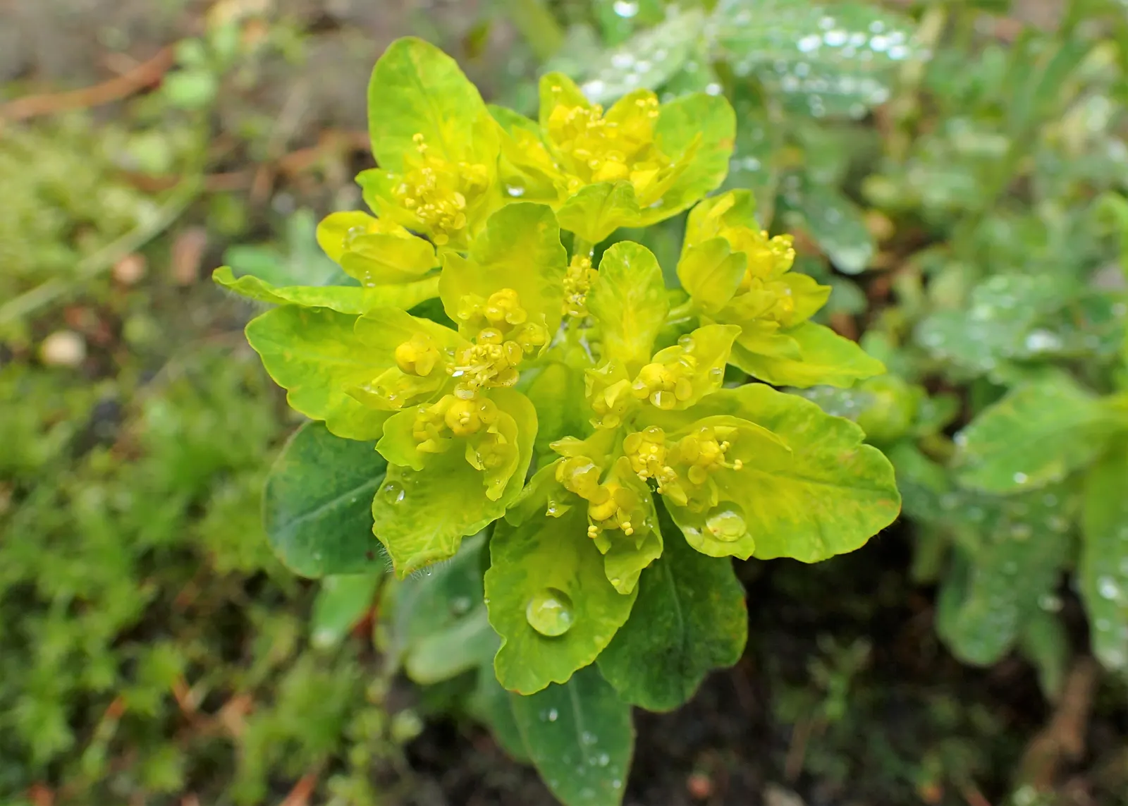 Cushion Spurge (Euphorbia Polychroma) — can retain their brightness for several weeks; as the milky sap it exudes when cut or broken can be an, image 103