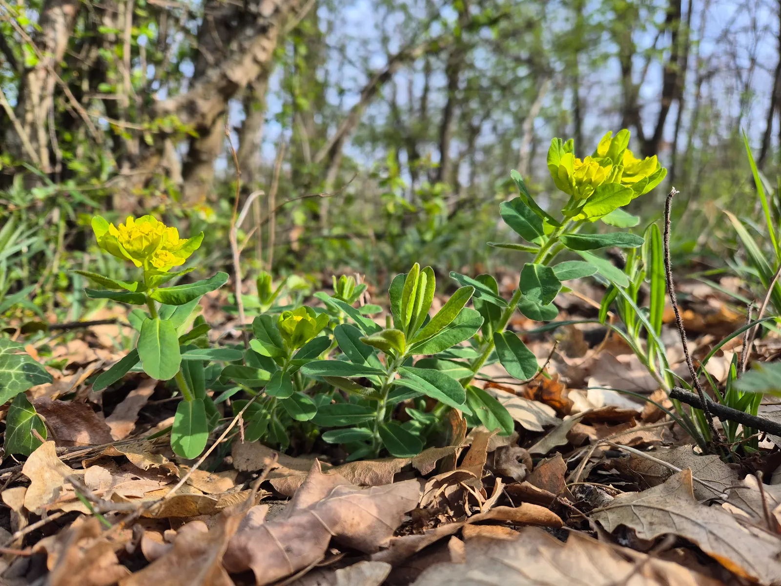 Cushion Spurge (Euphorbia Polychroma) — adding yet another layer of interest in the fall.<br><br>Hardy in USDA zones 4 through 8
