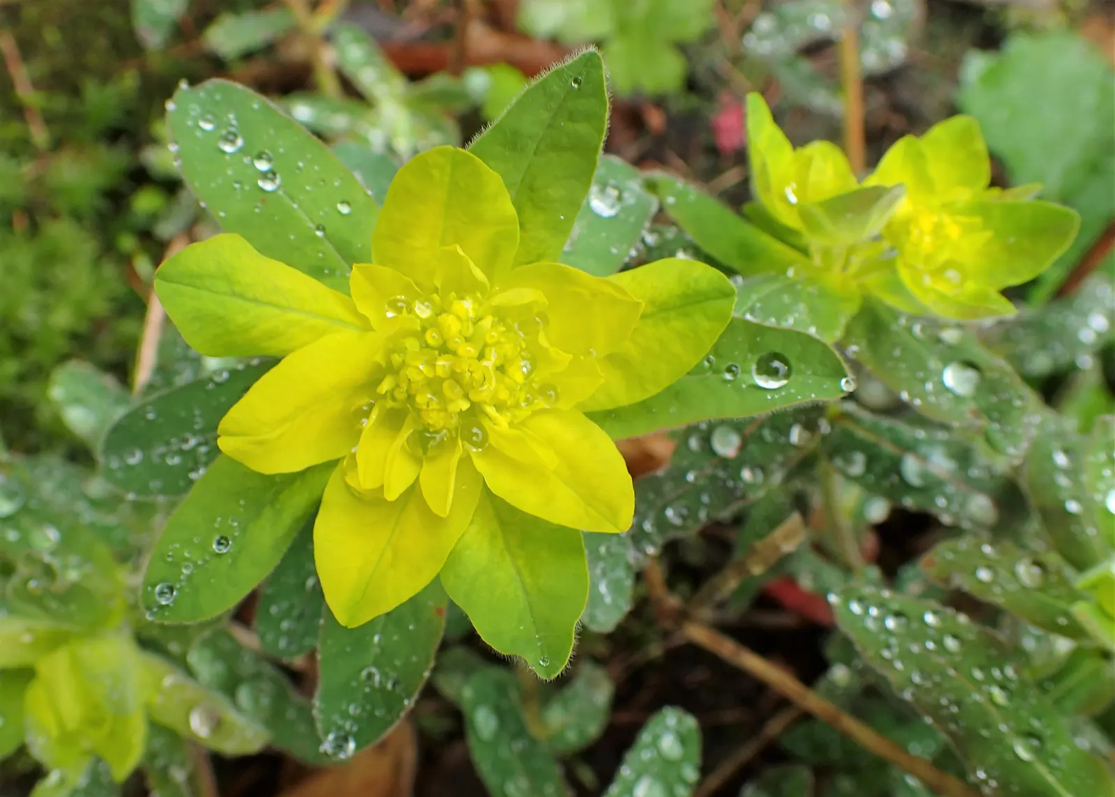 Cushion Spurge (Euphorbia Polychroma) — offering an extended display of color; perennial for full or half, image 75