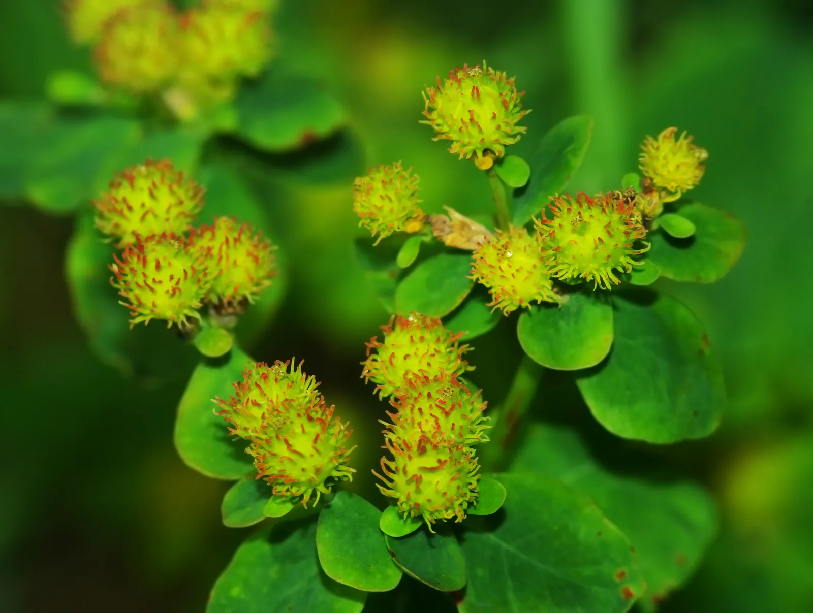 Cushion Spurge (Euphorbia Polychroma) — chartreuse-yellow bracts in spring
