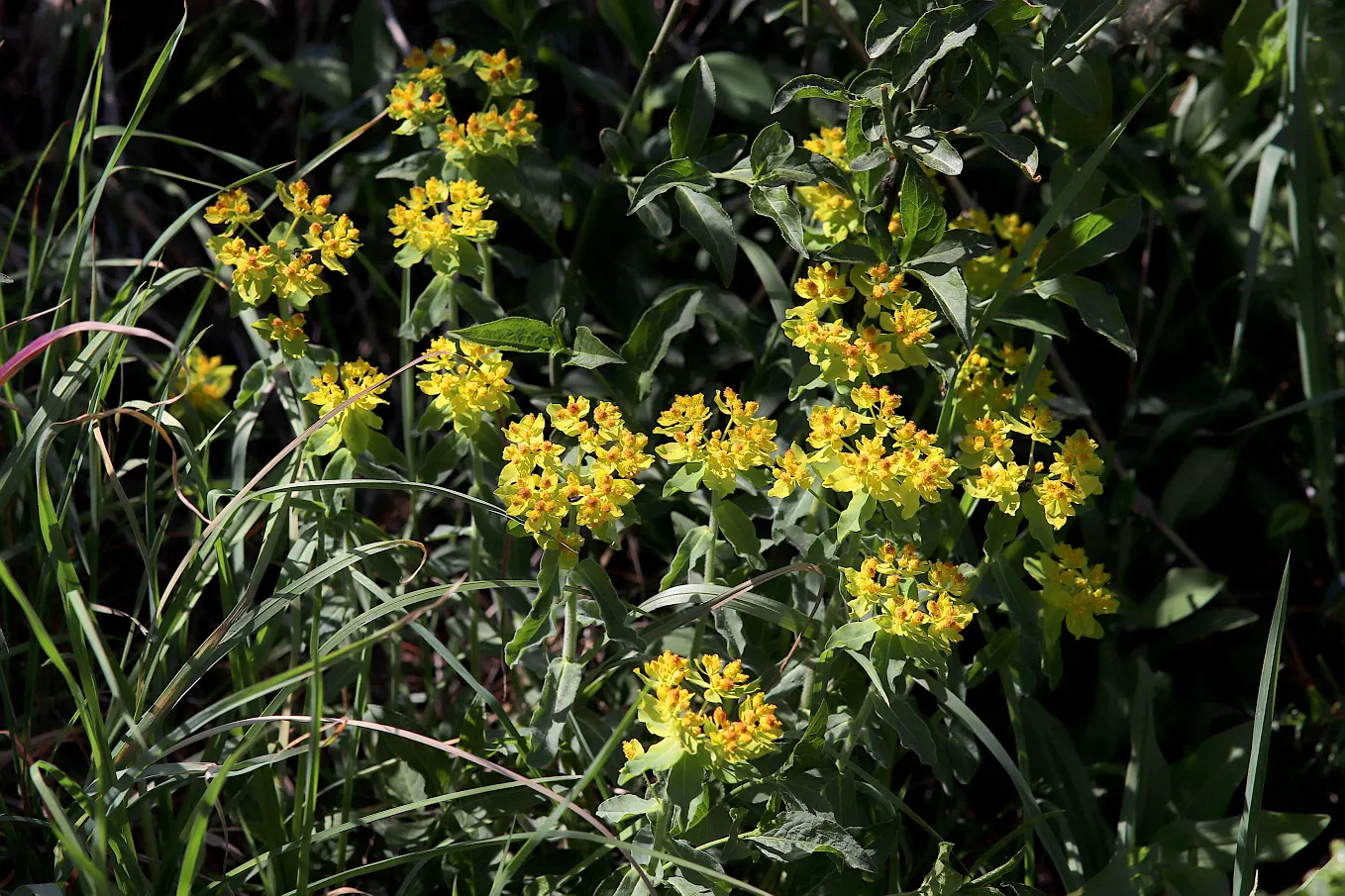 Cushion Spurge (Euphorbia Polychroma) — can retain their brightness for several weeks; as the milky sap it exudes when cut or broken can be an, image 74
