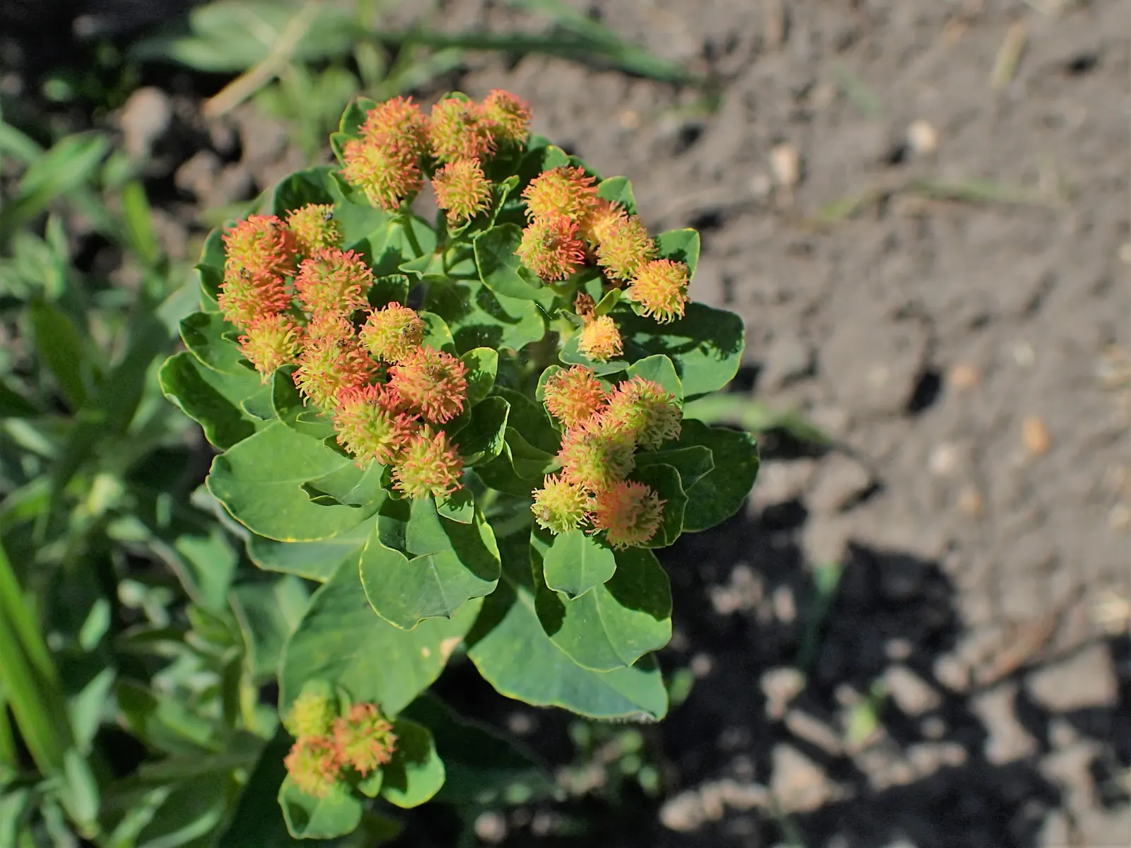 Cushion Spurge (Euphorbia Polychroma) — perennial for full or half; with its vibrant seasonal hues and ease of care