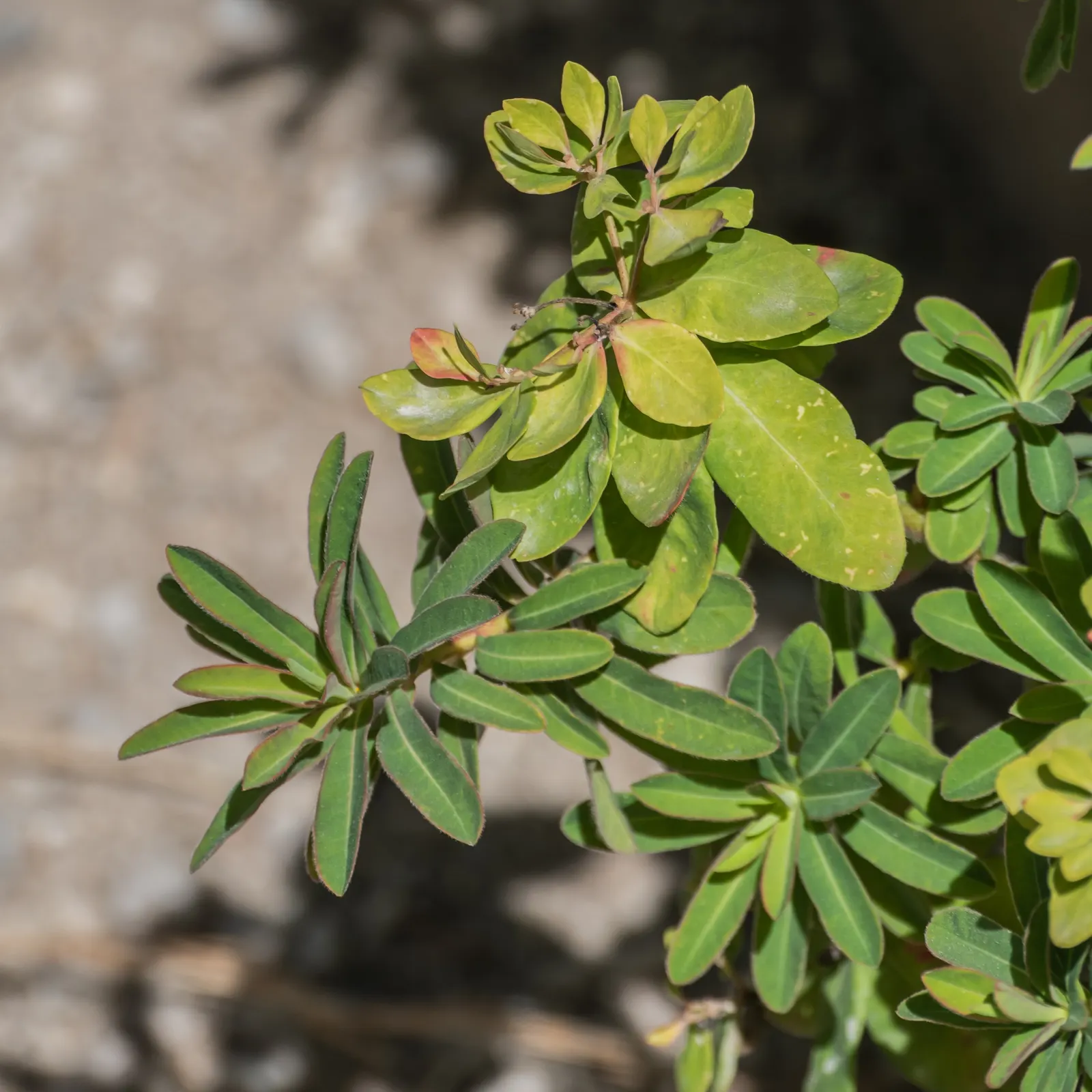 Cushion Spurge (Euphorbia Polychroma) — usually around April or May; is an eye-catching perennial that can provide a lively burst of color to any, image 101