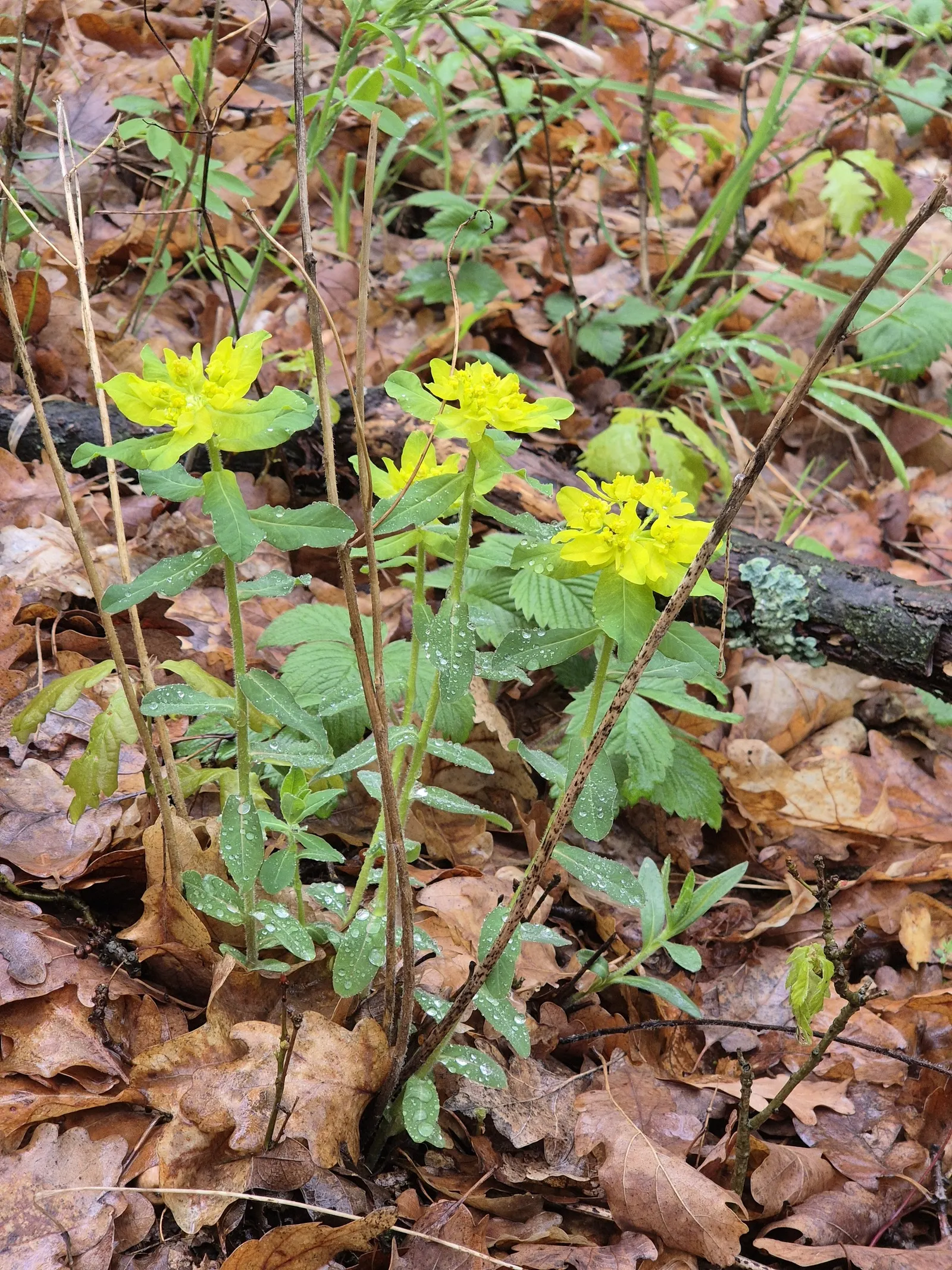 Cushion Spurge (Euphorbia Polychroma) — scientifically known as Euphorbia polychroma; offering an extended display of color