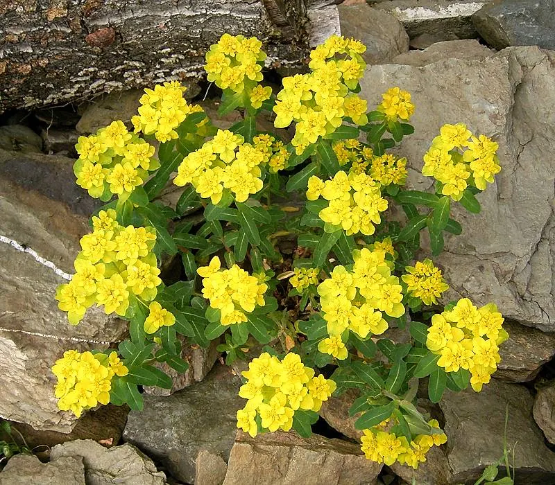 Cushion Spurge (Euphorbia Polychroma) — perennial with yellow blooms; adding yet another layer of interest in the fall.<br><br>Hardy in USDA zones, image 115