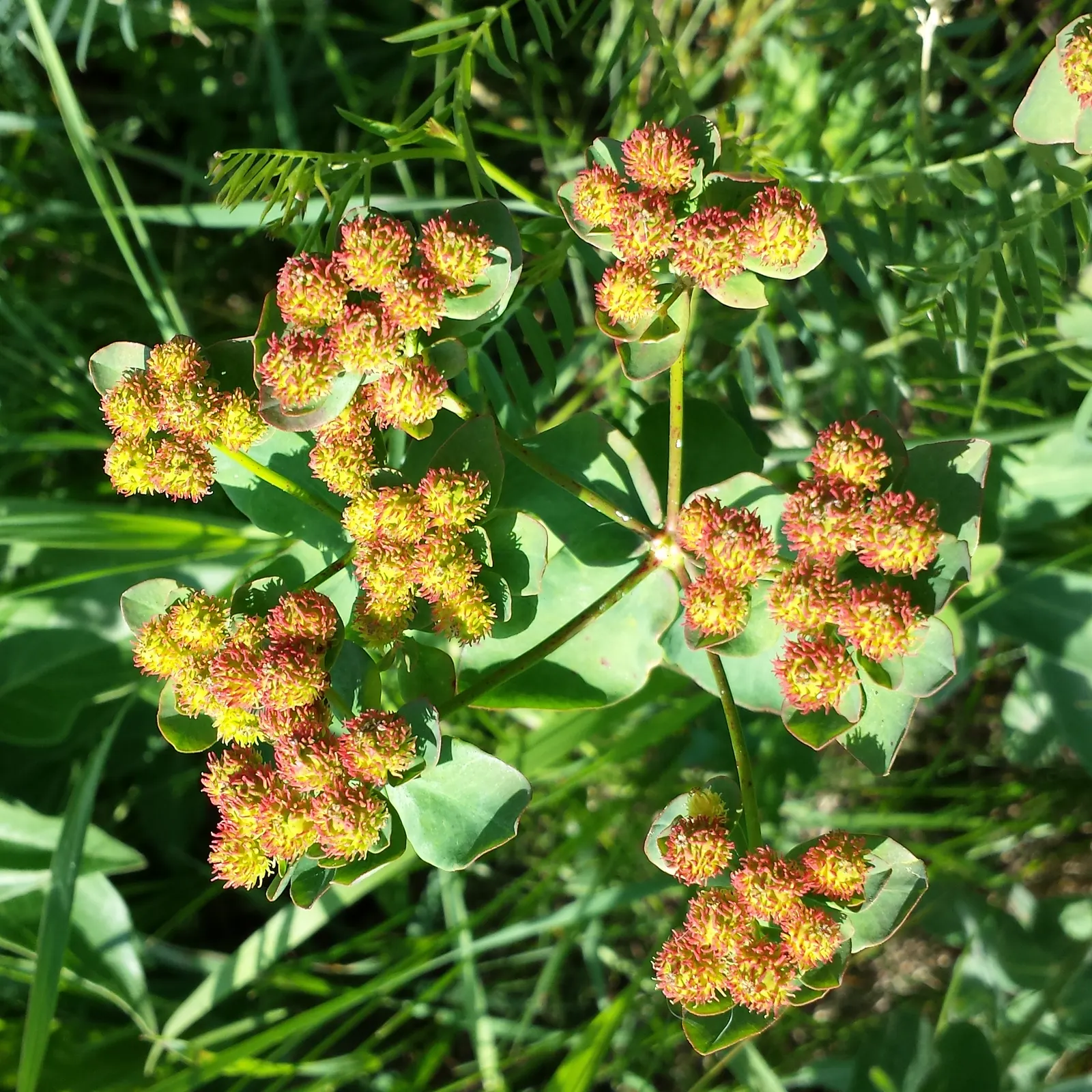 Cushion Spurge (Euphorbia Polychroma) — is an eye-catching perennial that can provide a lively burst of color to any garden design; plant Cushion, image 95