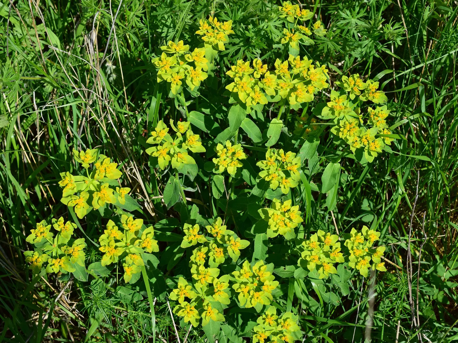 Cushion Spurge (Euphorbia Polychroma) — perennial with yellow blooms; adding yet another layer of interest in the fall.<br><br>Hardy in USDA zones, image 86