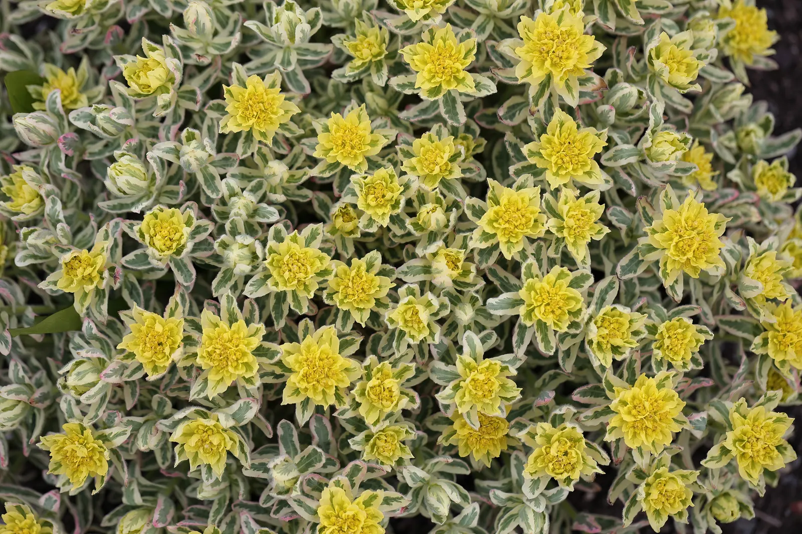 Cushion Spurge (Euphorbia Polychroma) — offering an extended display of color; perennial for full or half, image 104